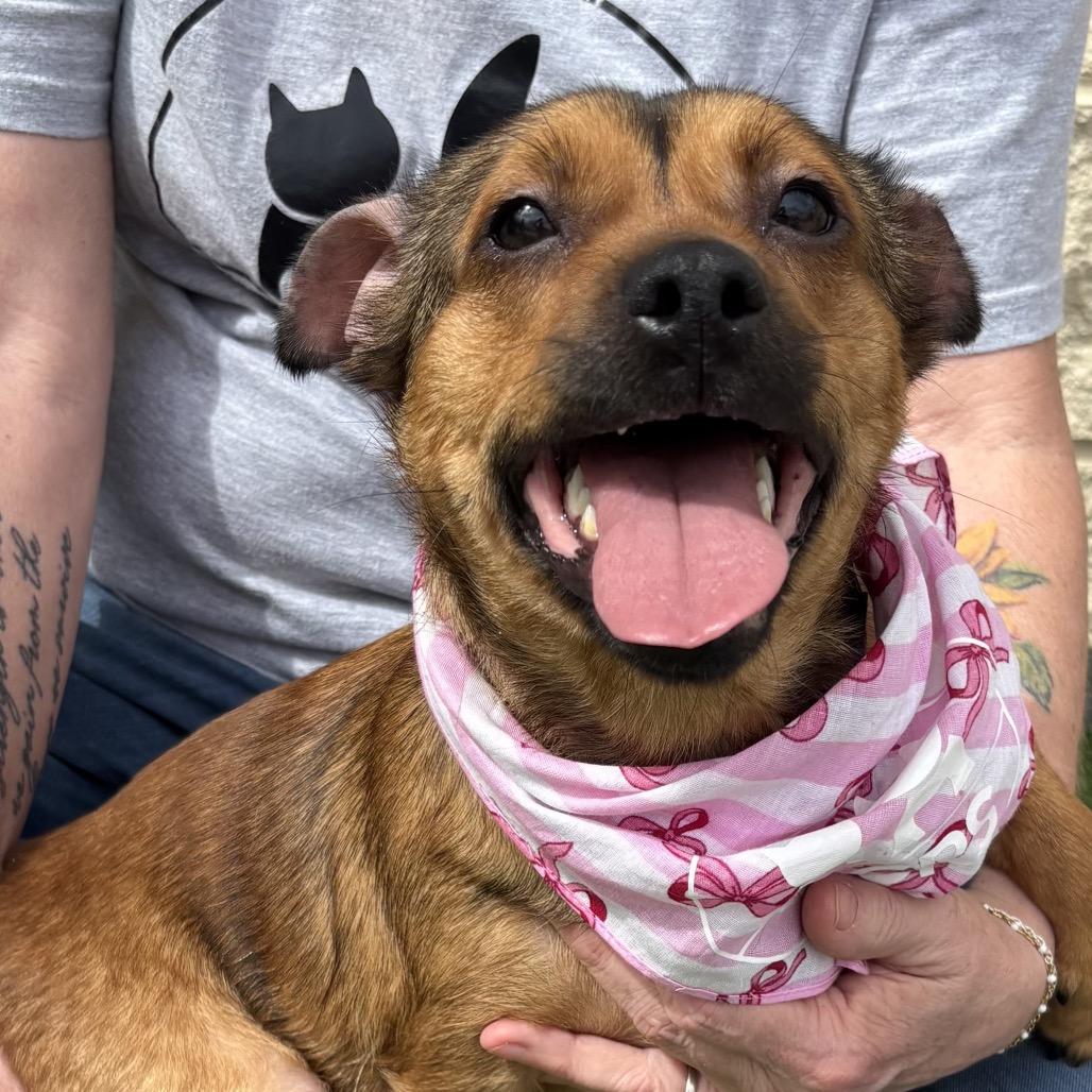 Enlarge Butters, a Adoptable Terrier in Bessemer, AL image 2/6