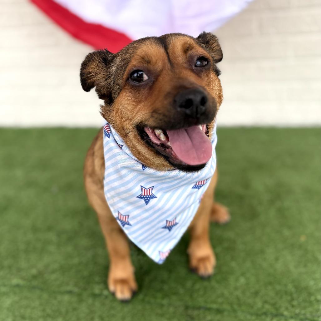 Butters, a Adoptable Terrier in Bessemer, AL image 3/6