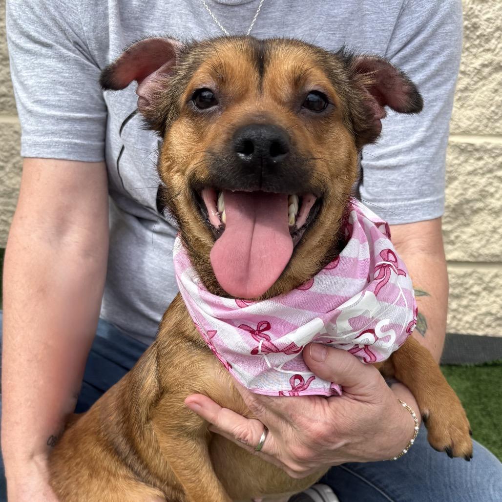 Enlarge Butters, a Adoptable Terrier in Bessemer, AL image 3/6