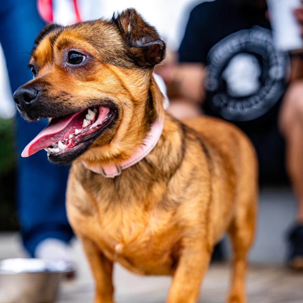 Enlarge Butters, a Adoptable Terrier in Bessemer, AL image 4/6
