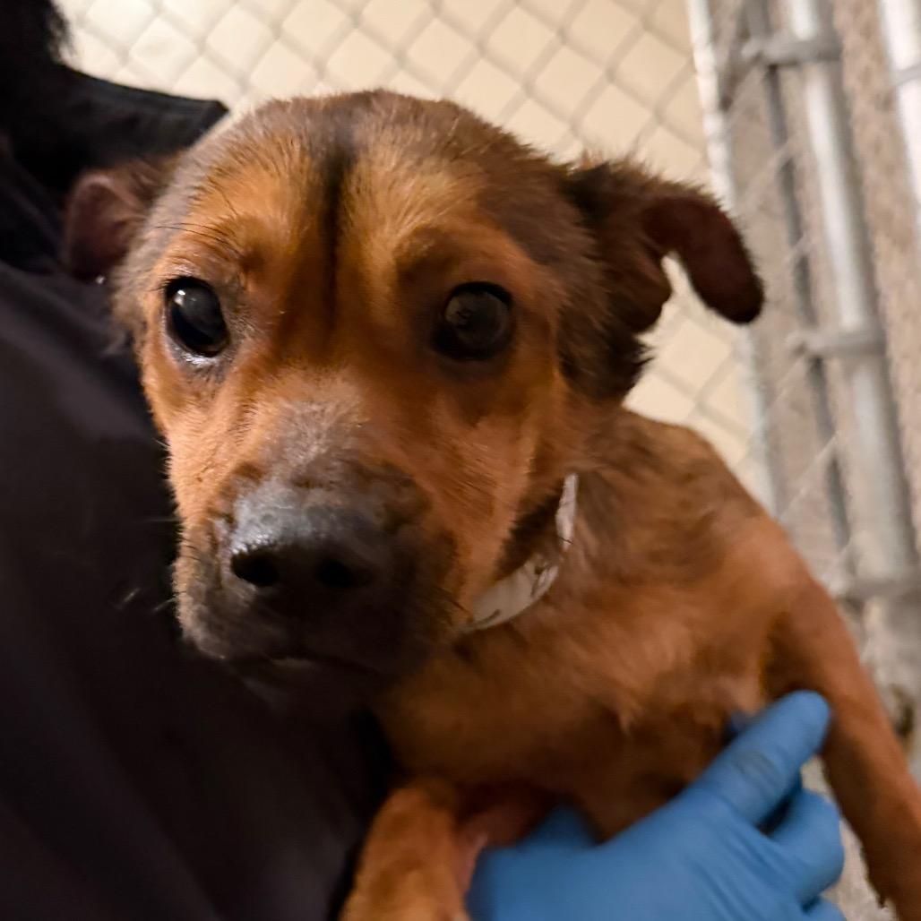 Enlarge Butters, a Adoptable Terrier in Bessemer, AL image 5/6