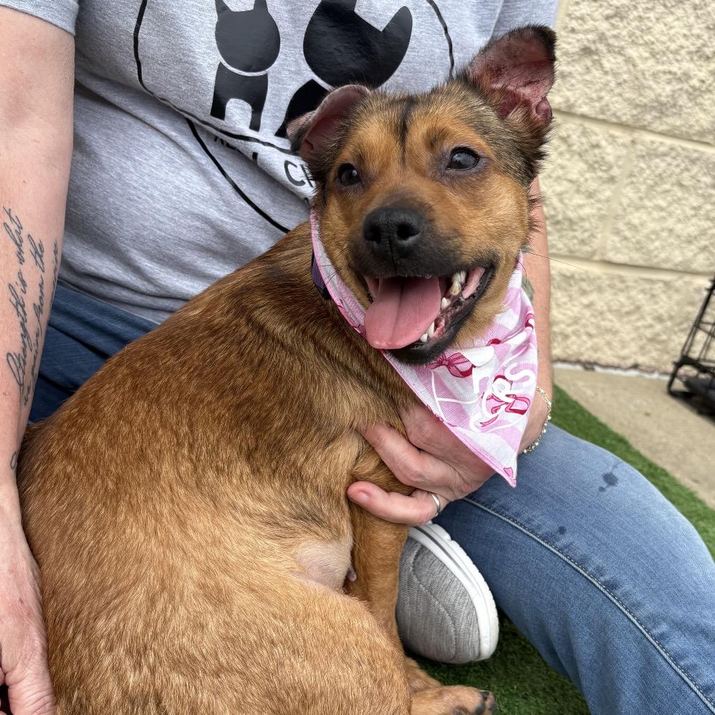 Butters, a Adoptable Terrier in Bessemer, AL image 5/6