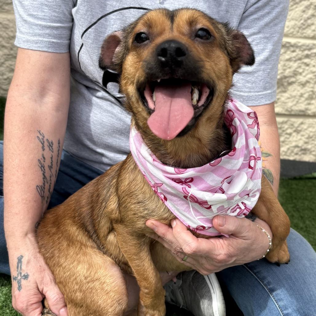 Enlarge Butters, a Adoptable Terrier in Bessemer, AL image 6/6