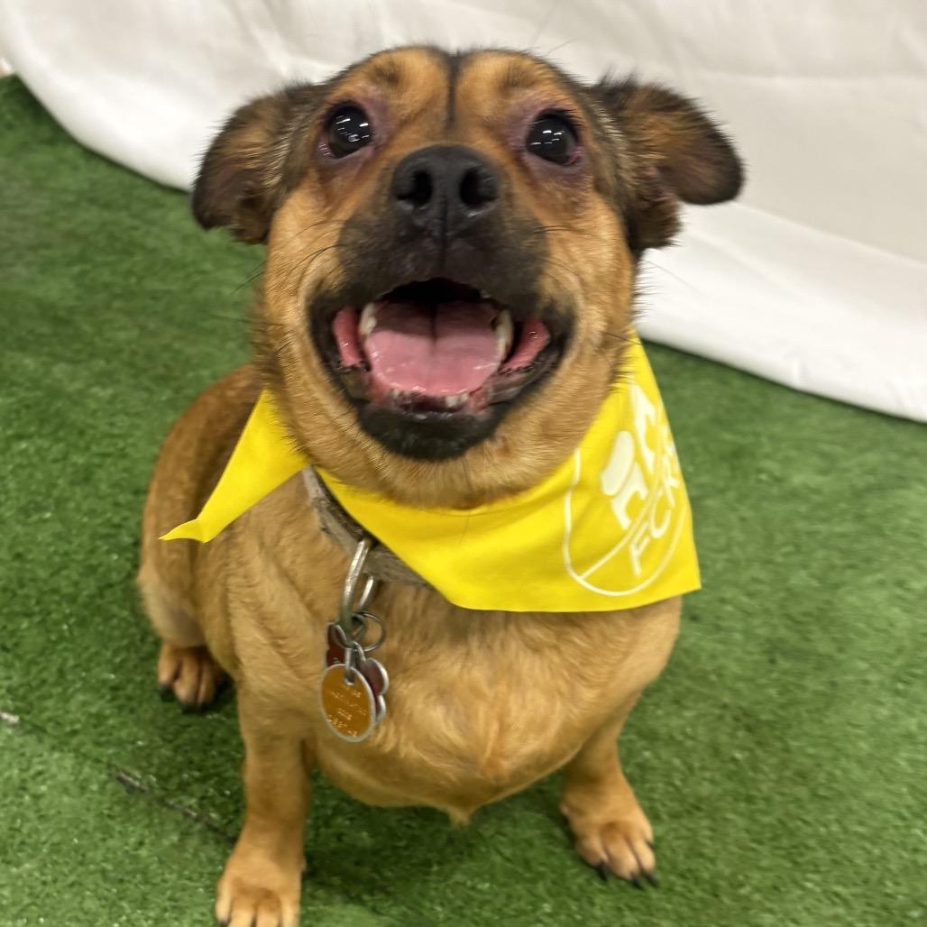 Butters, a Adoptable Terrier in Bessemer, AL image 6/6