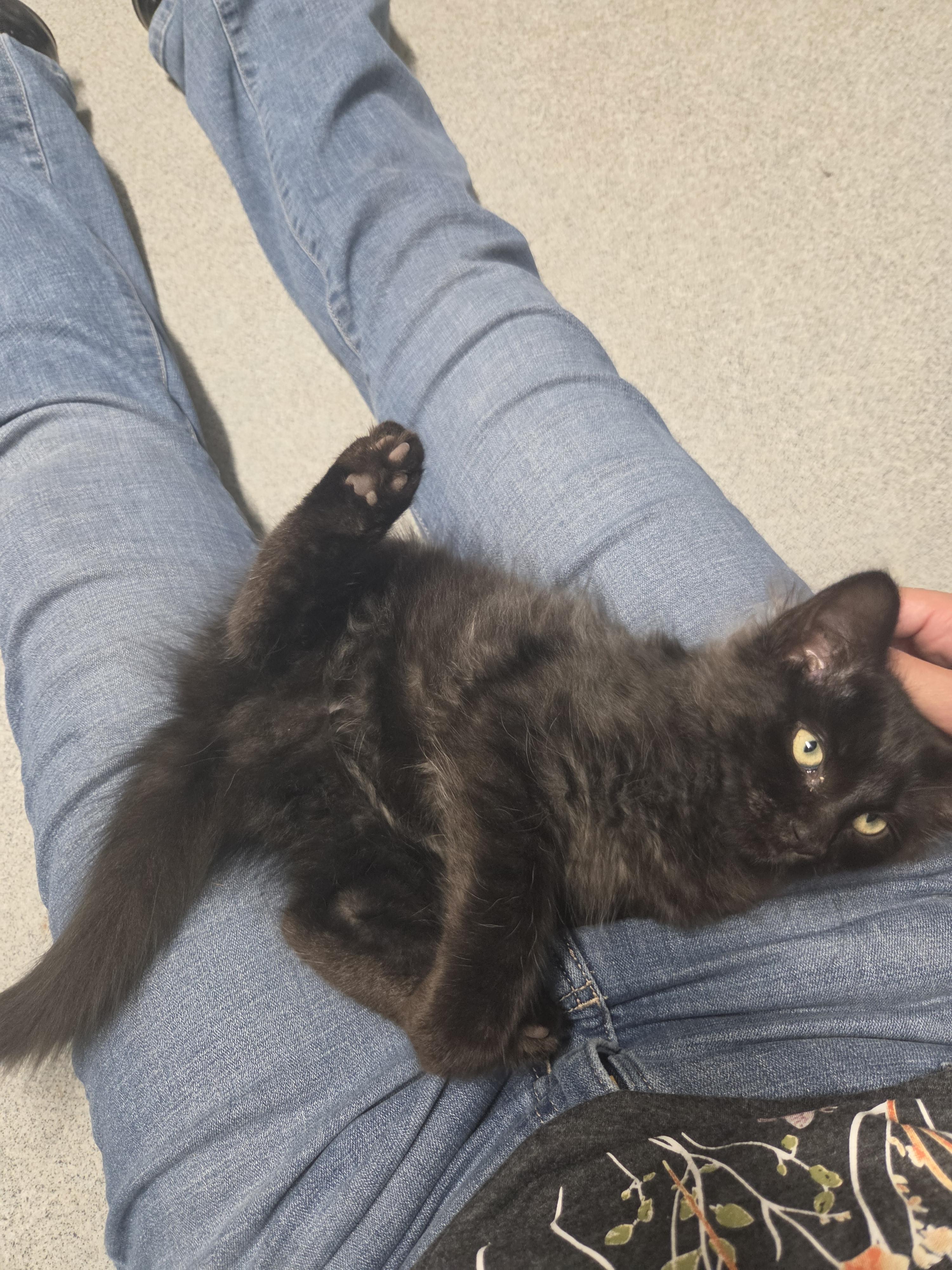 Binx, an adopted mixed breed in Oklahoma City, OK image 2/3