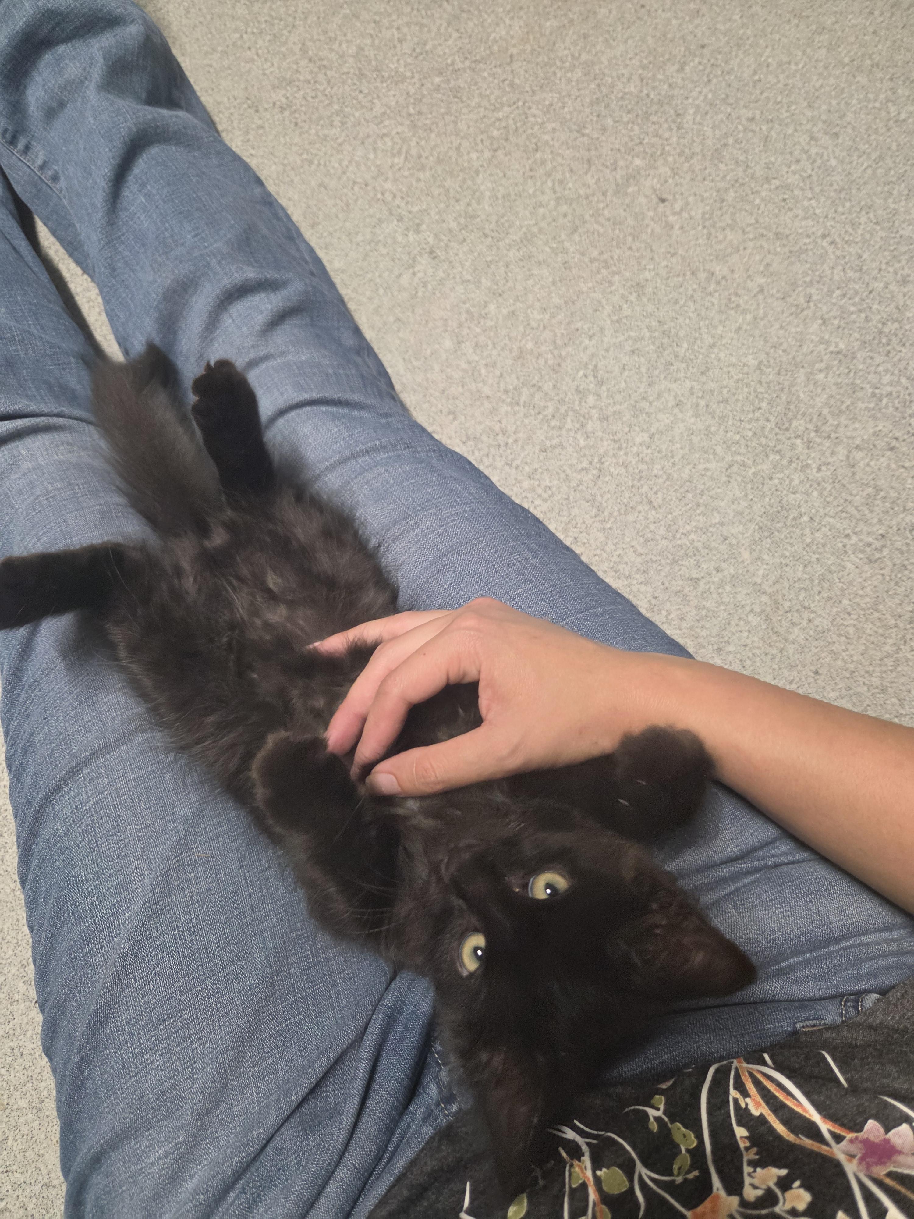 Binx, adopted, Kitten Male Maine Coon.