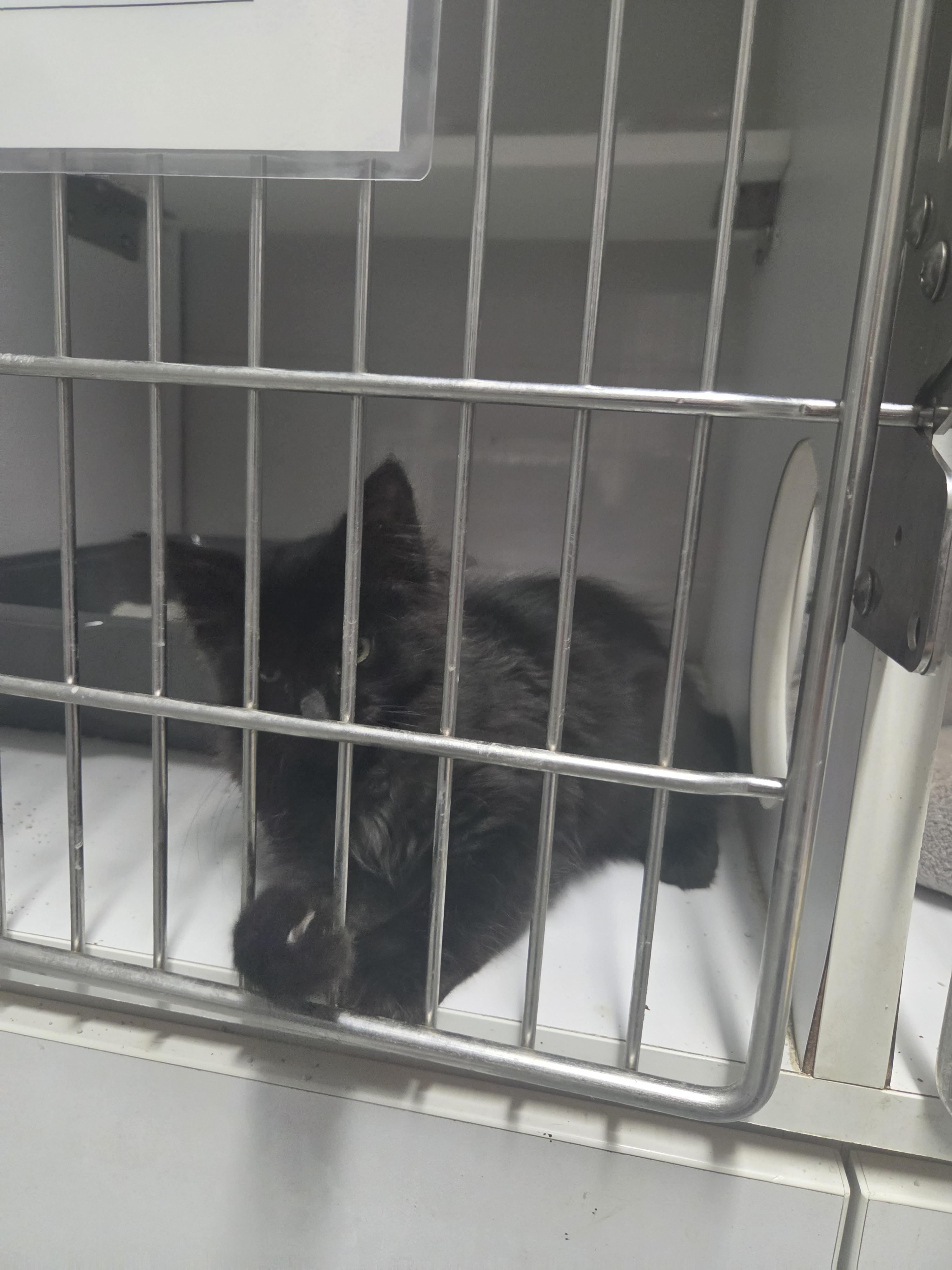 Binx, an adopted mixed breed in Oklahoma City, OK image 3/3