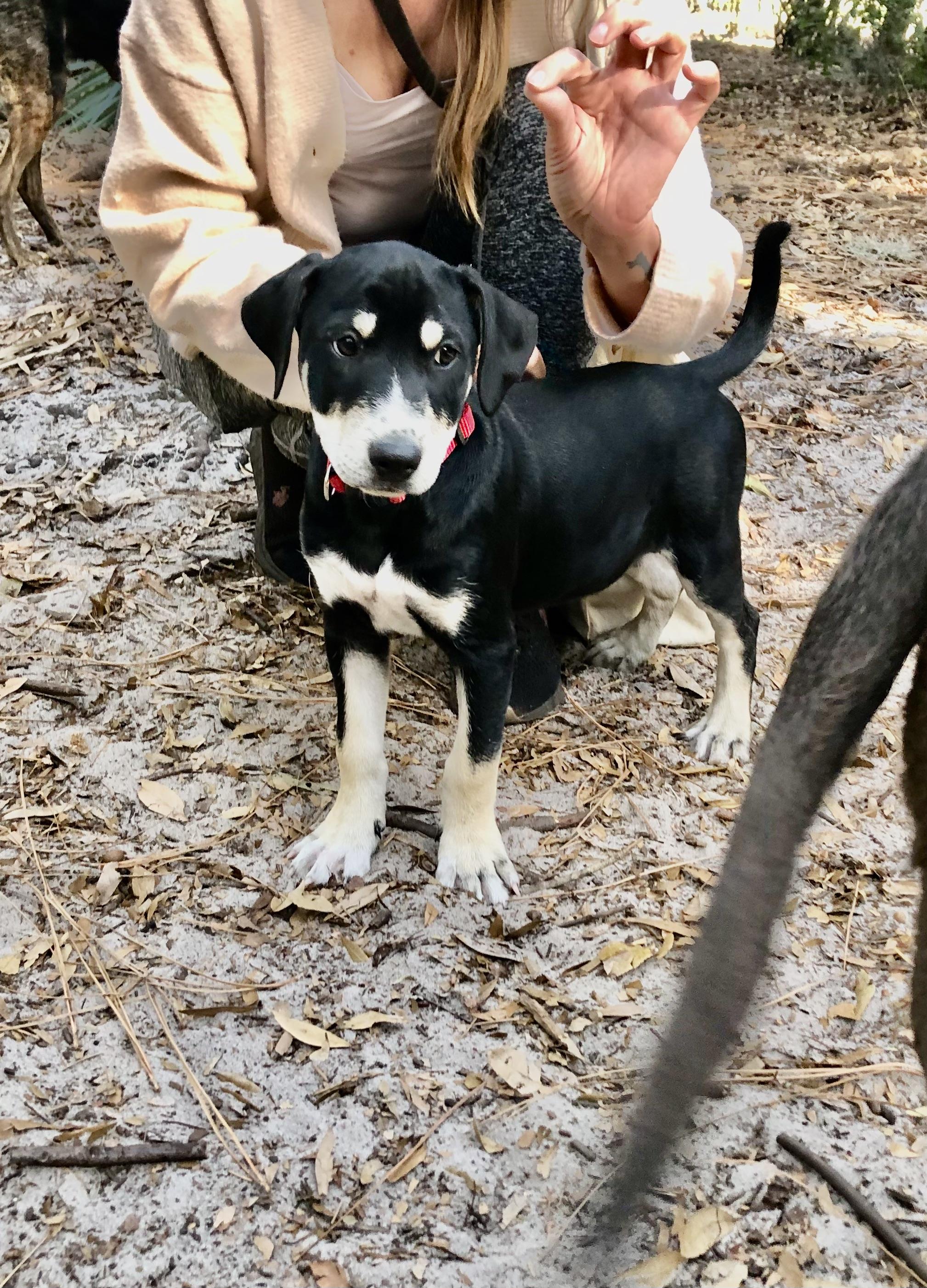 Finn, an adopted mixed breed in Orlando, FL image 5/6