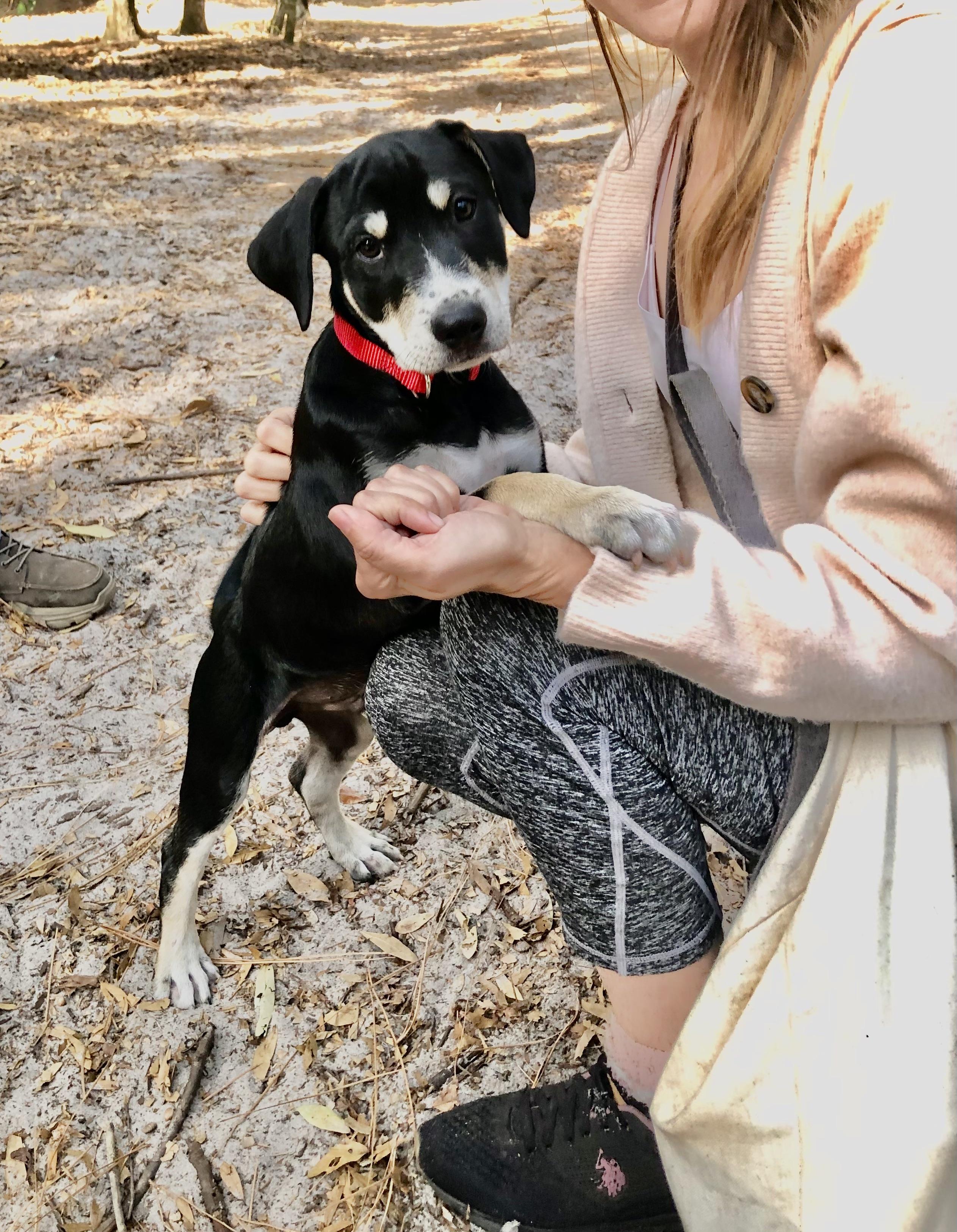 Finn, an adopted mixed breed in Orlando, FL image 2/6