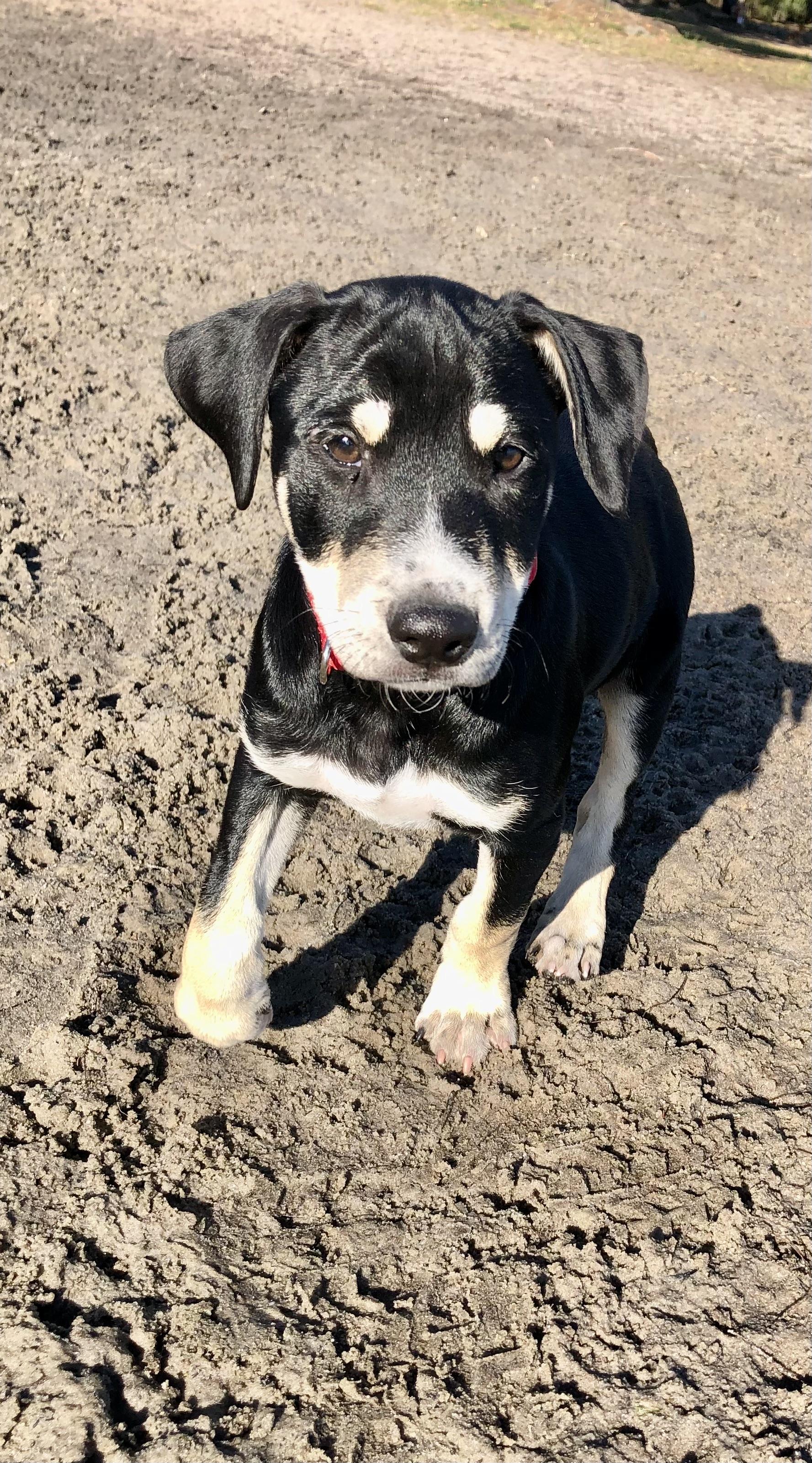 Finn, an adopted mixed breed in Orlando, FL image 4/6