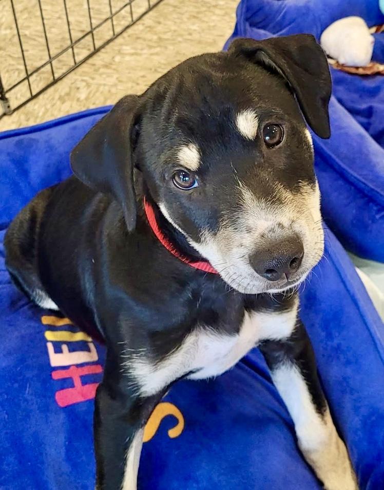 Finn, adopted, Puppy Male Labrador Retriever & German Shepherd Dog.