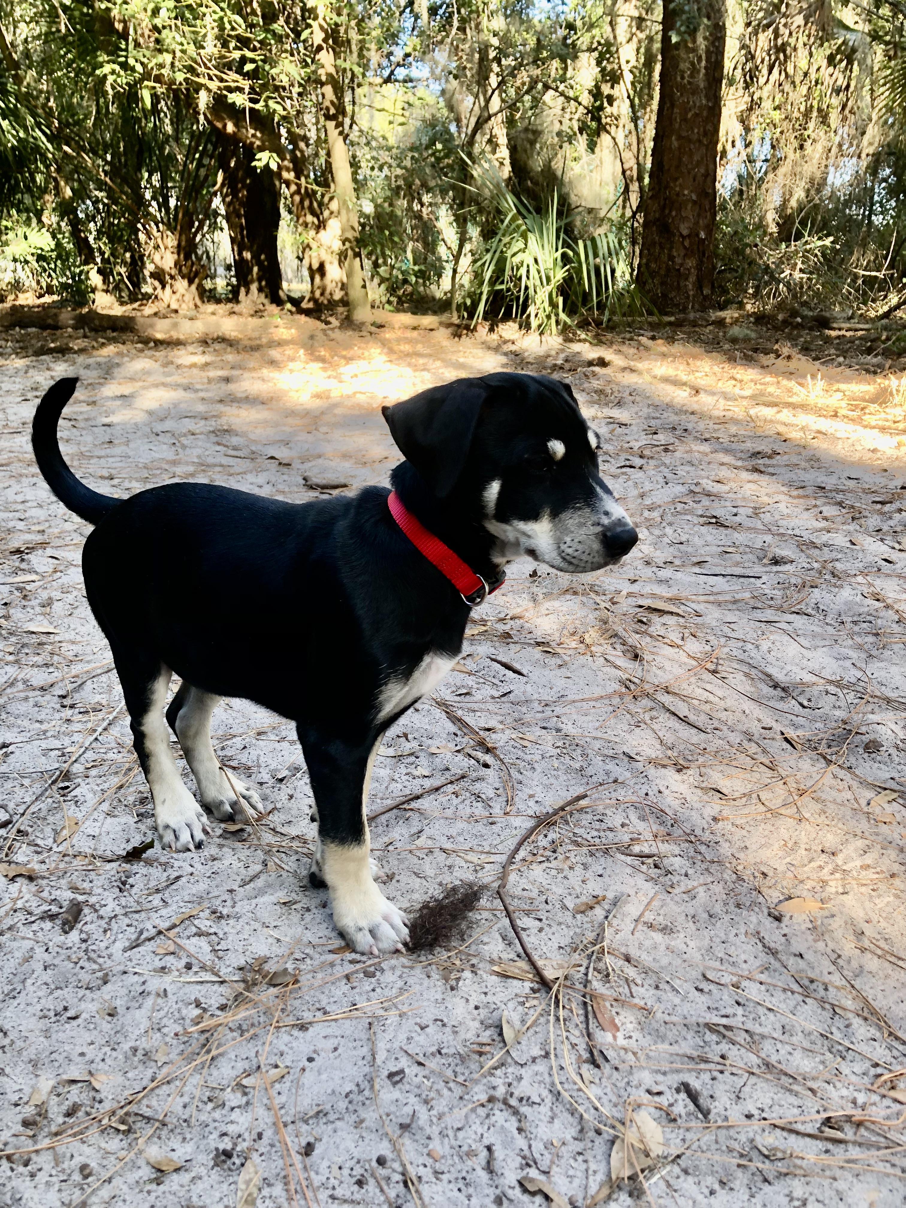 Finn, an adopted mixed breed in Orlando, FL image 6/6