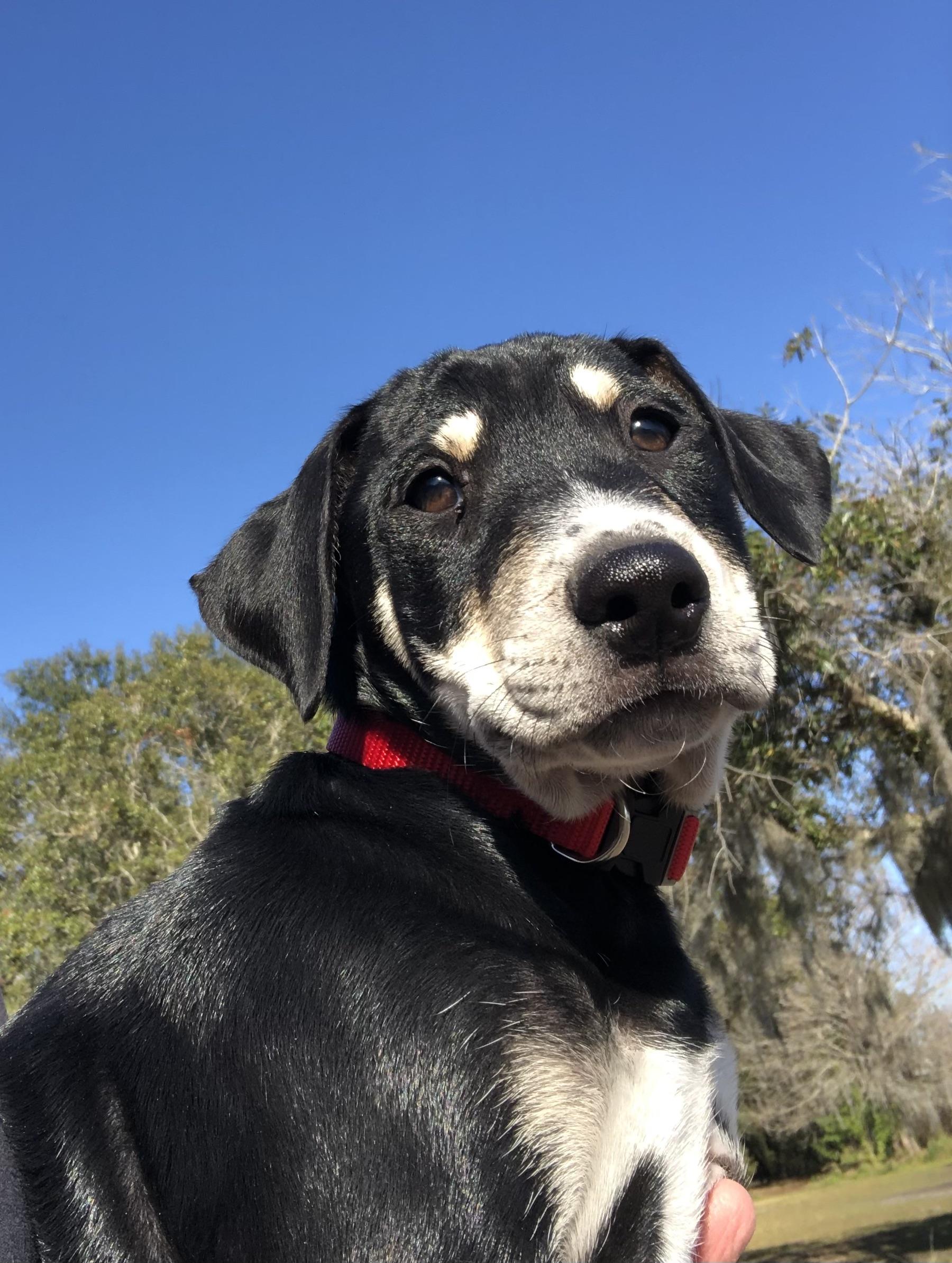 Finn, an adopted mixed breed in Orlando, FL image 3/6