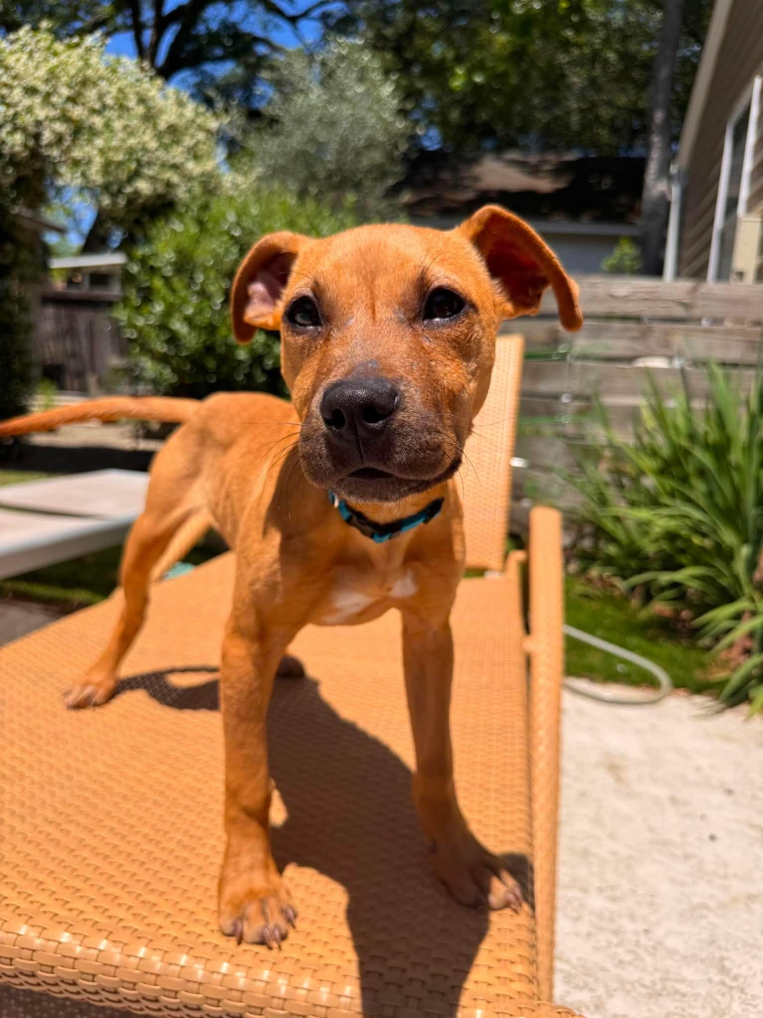 Enlarge Miracle, a Adoptable Mixed Breed in Mount Pleasant, SC image 1/3