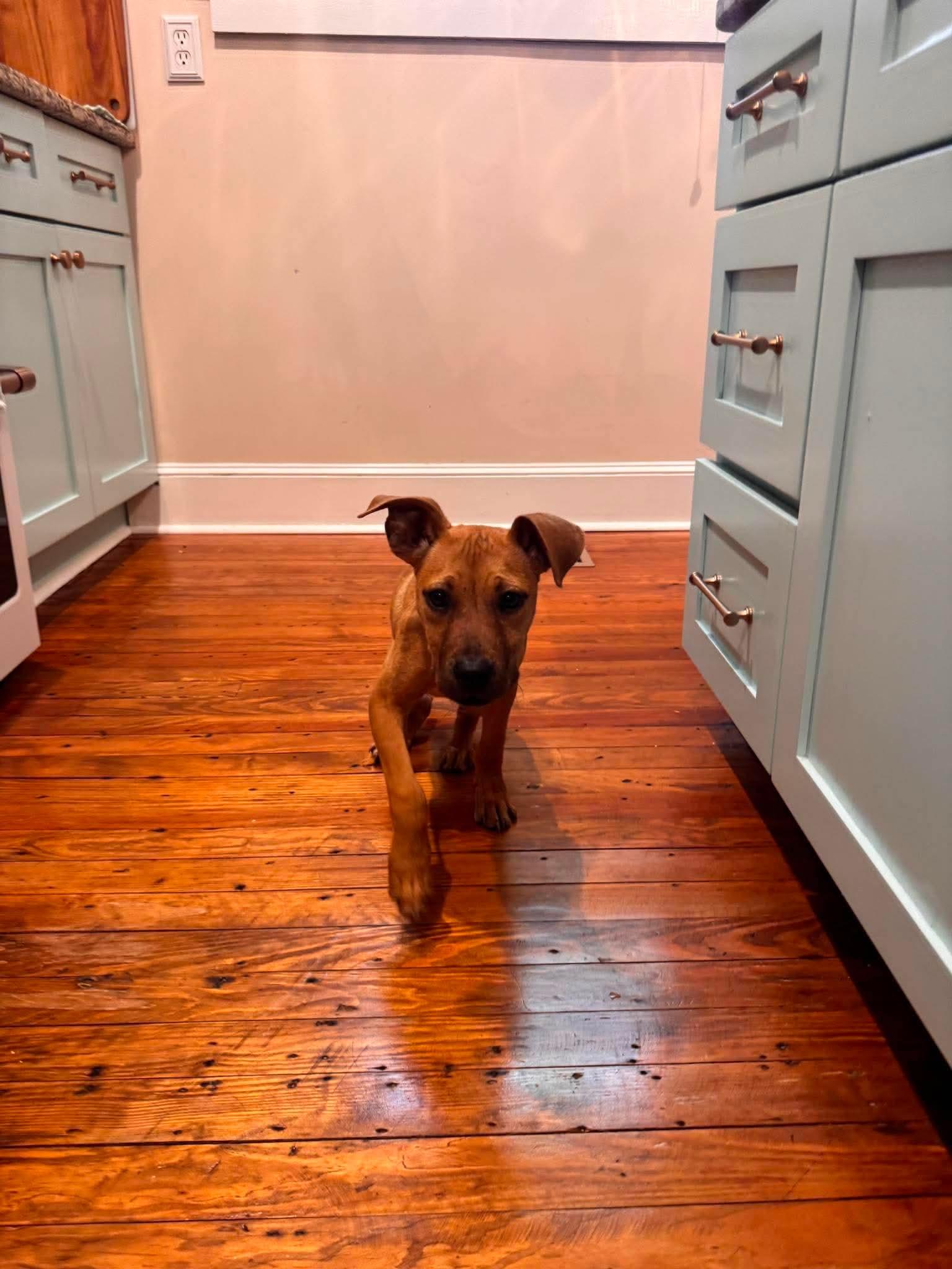 Enlarge Miracle, a Adoptable Mixed Breed in Mount Pleasant, SC image 2/3