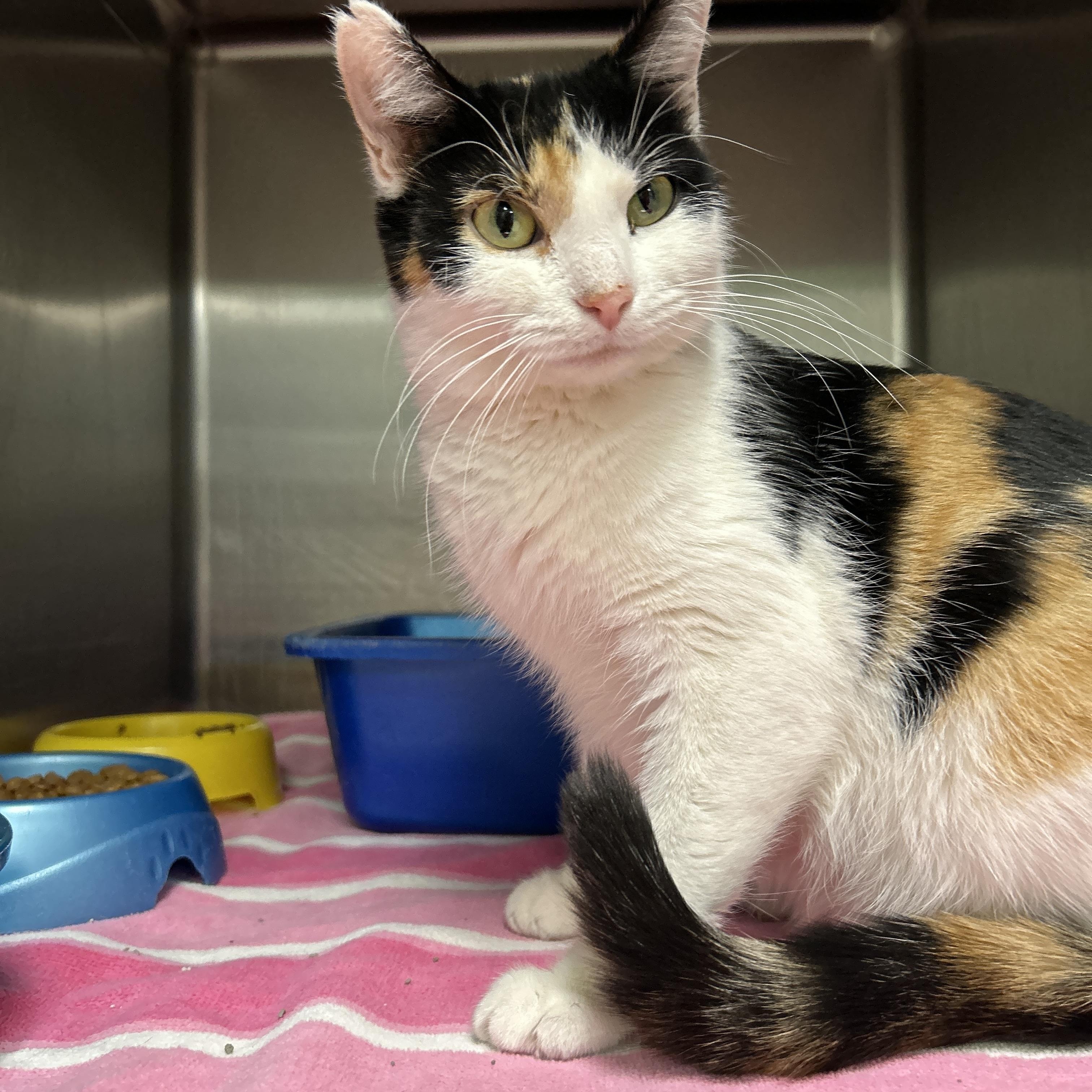 Electra, adoptable, Adult Female Calico.