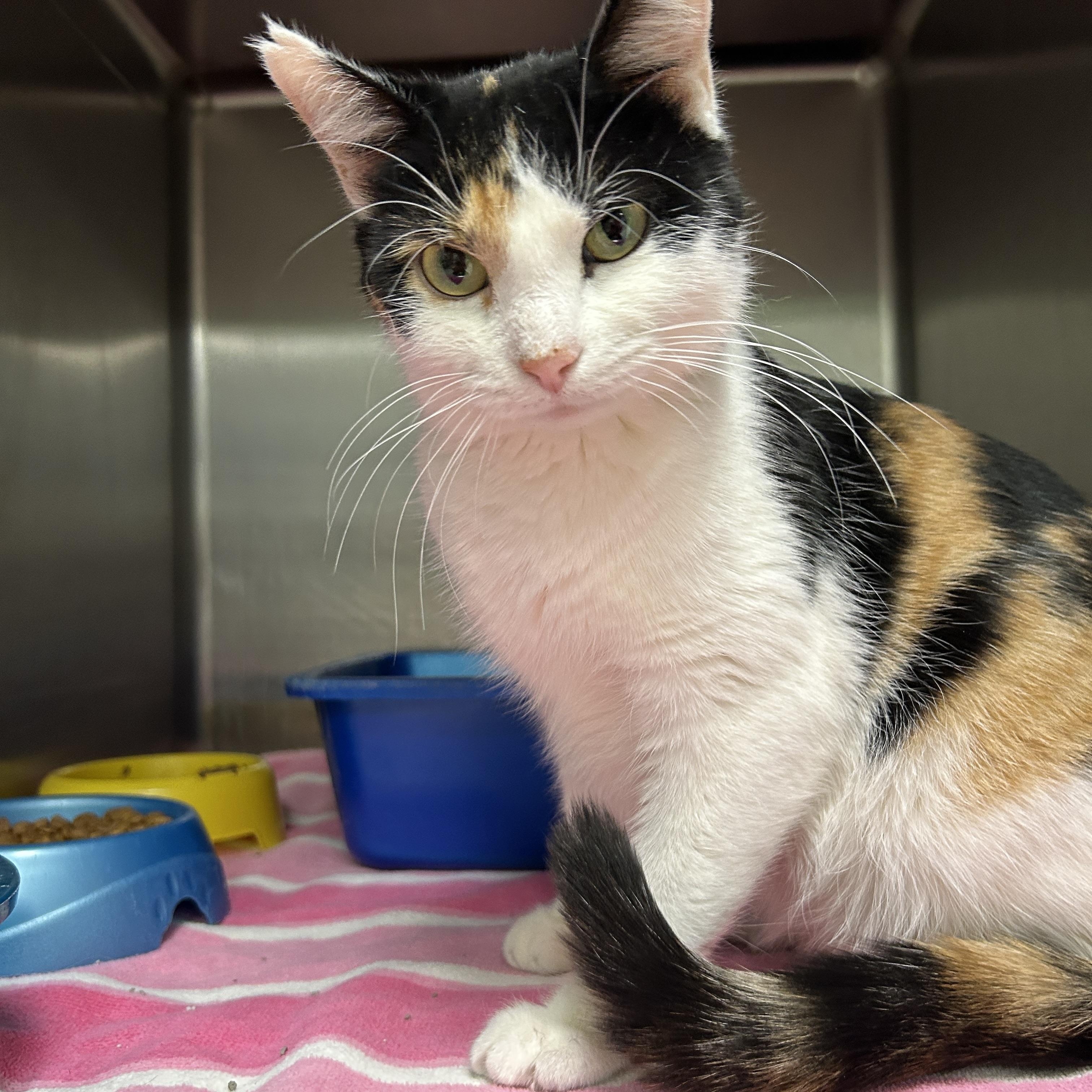 Electra, an adopted Calico in La Grange Park, IL image 3/5