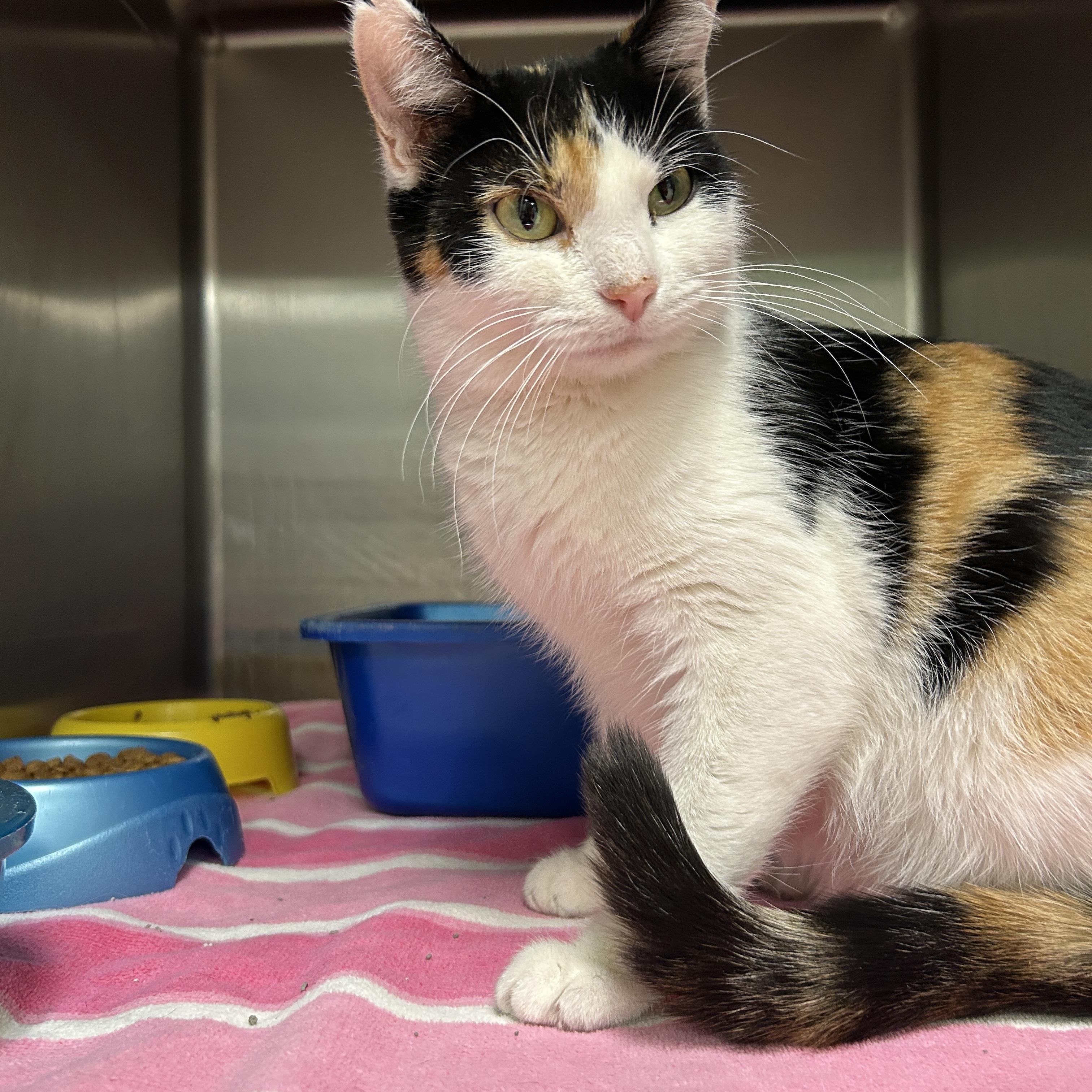 Electra, an adopted Calico in La Grange Park, IL image 2/5