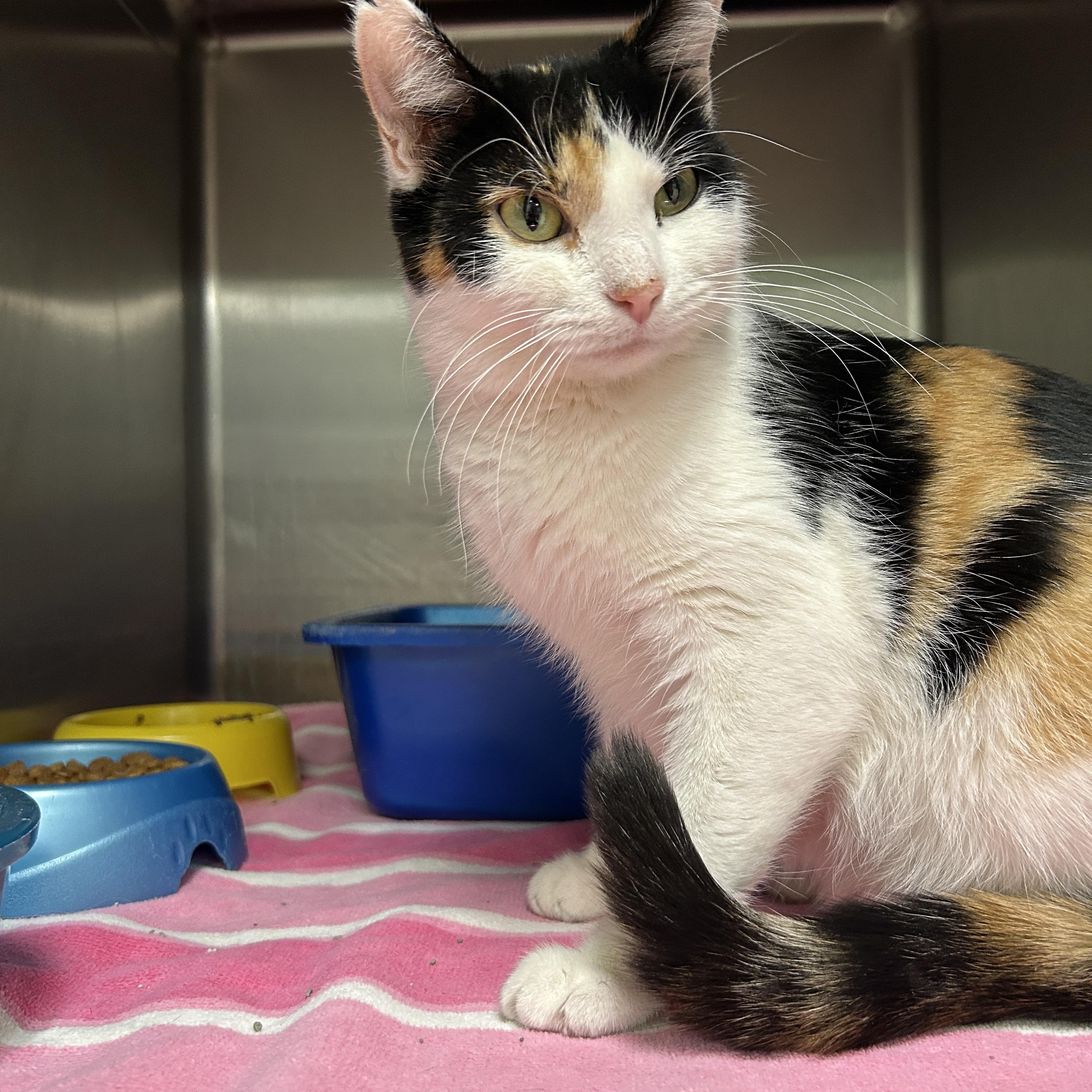 Electra, an adopted Calico in La Grange Park, IL image 4/5