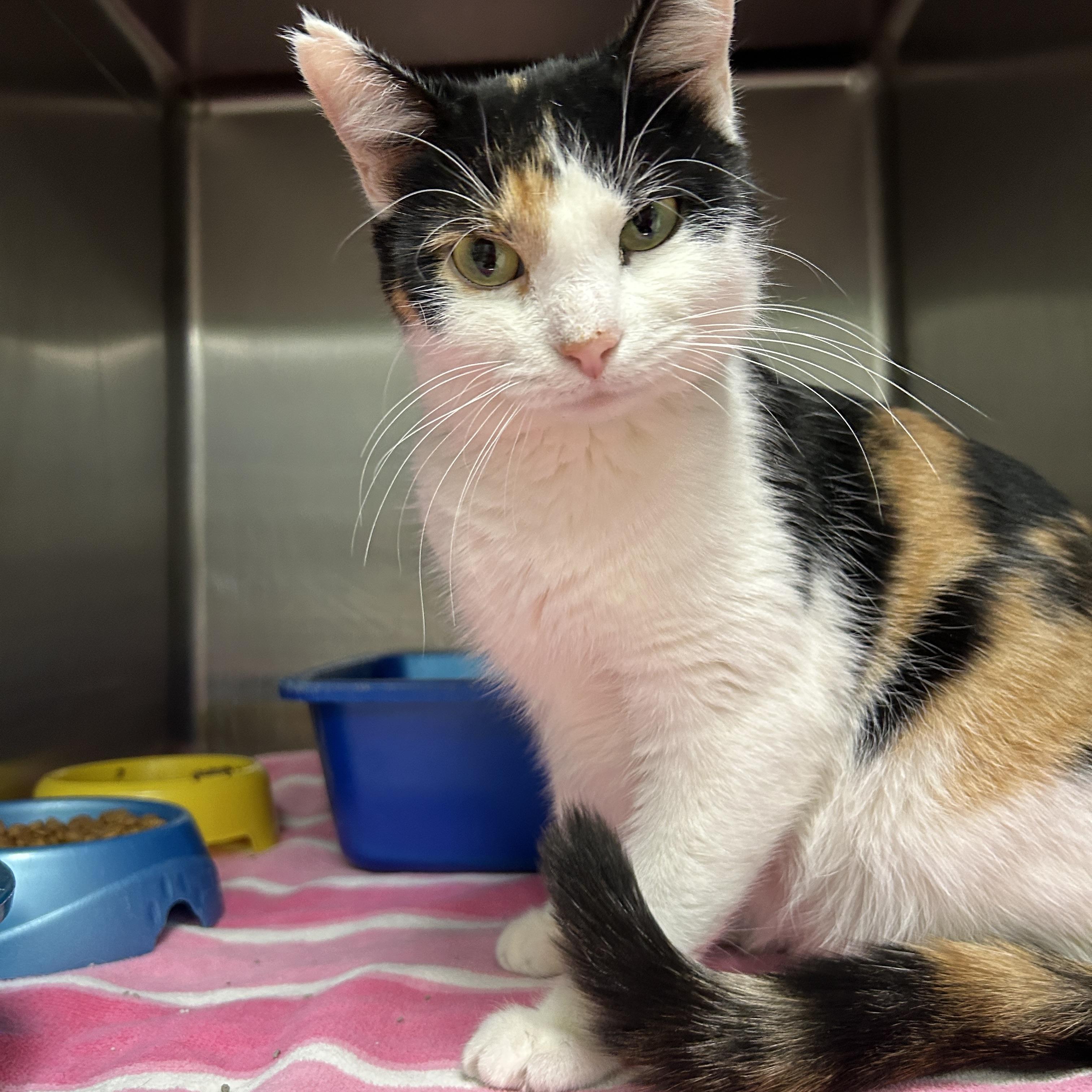 Electra, an adopted Calico in La Grange Park, IL image 5/5