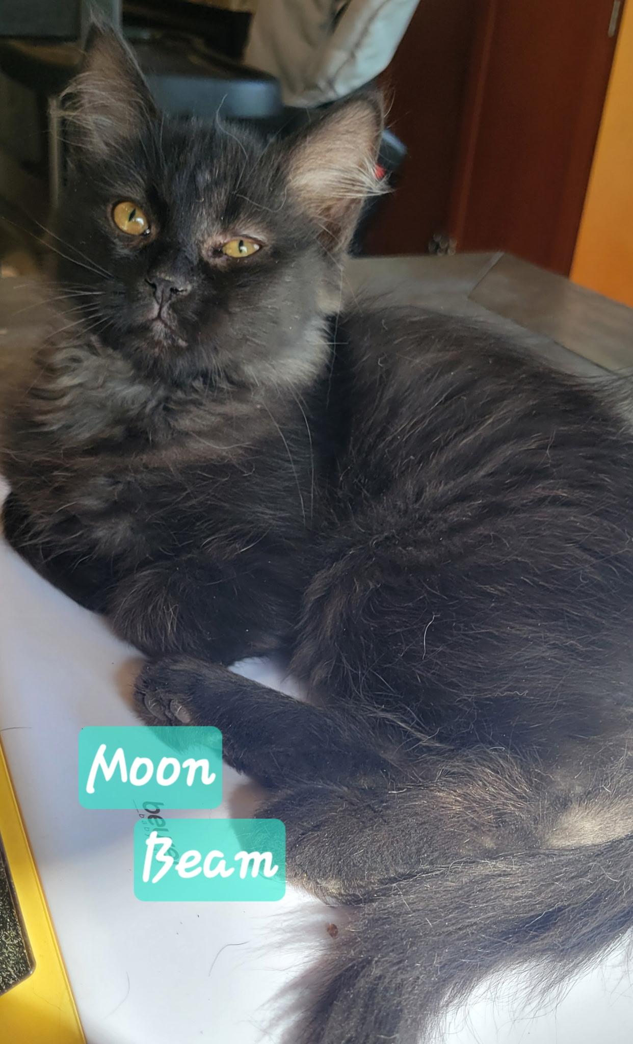 Moon Beam, ADOPTABLE, Kitten Male Domestic Medium Hair.