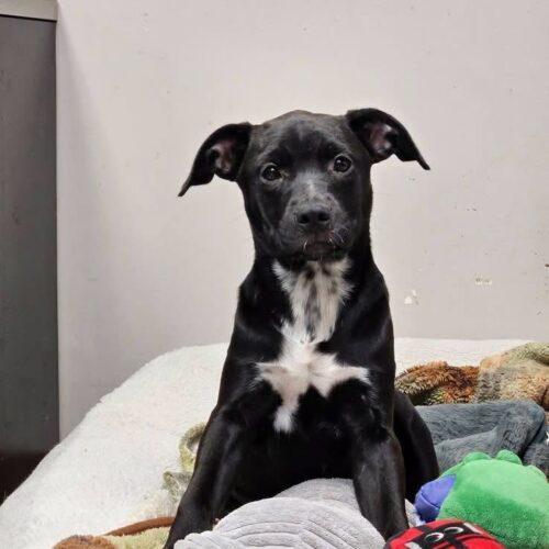 Darla, Adoptable, Puppy Female Labrador Retriever & Mixed Breed.