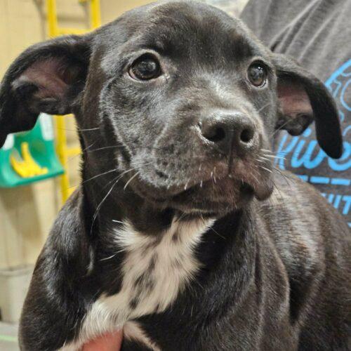 Enlarge Darla, a Adoptable mixed breed in Broken Arrow, OK image 2/6