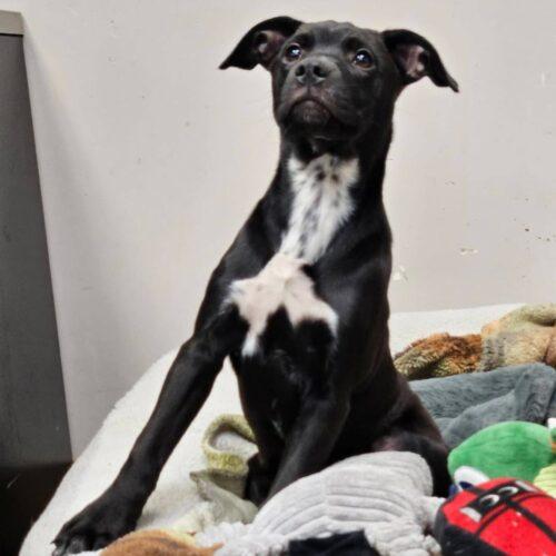 Enlarge Darla, a Adoptable mixed breed in Broken Arrow, OK image 3/6