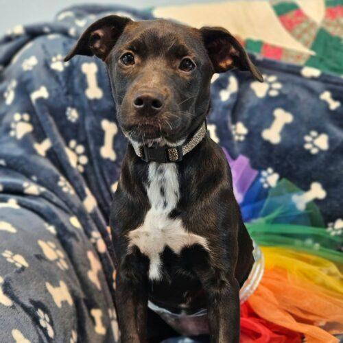 Enlarge Darla, a Adoptable mixed breed in Broken Arrow, OK image 4/6