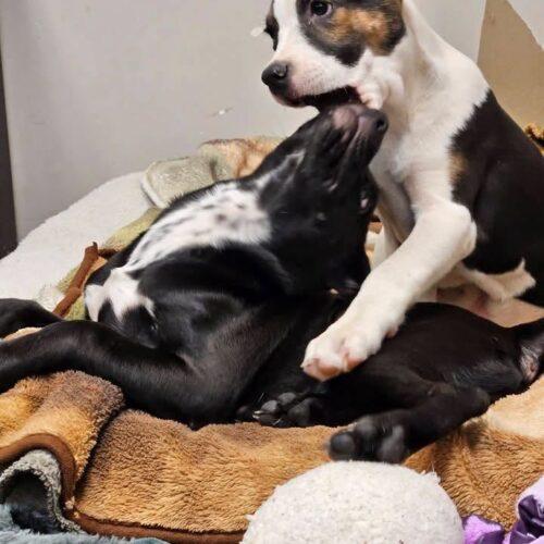 Enlarge Darla, a Adoptable mixed breed in Broken Arrow, OK image 5/6
