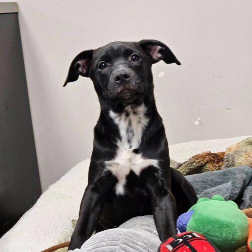 Enlarge Darla, a Adoptable mixed breed in Broken Arrow, OK image 6/6
