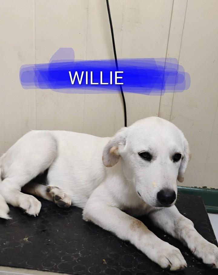 Enlarge WILLIE, a ADOPTABLE mixed breed in Saint Jo, TX image 1/1