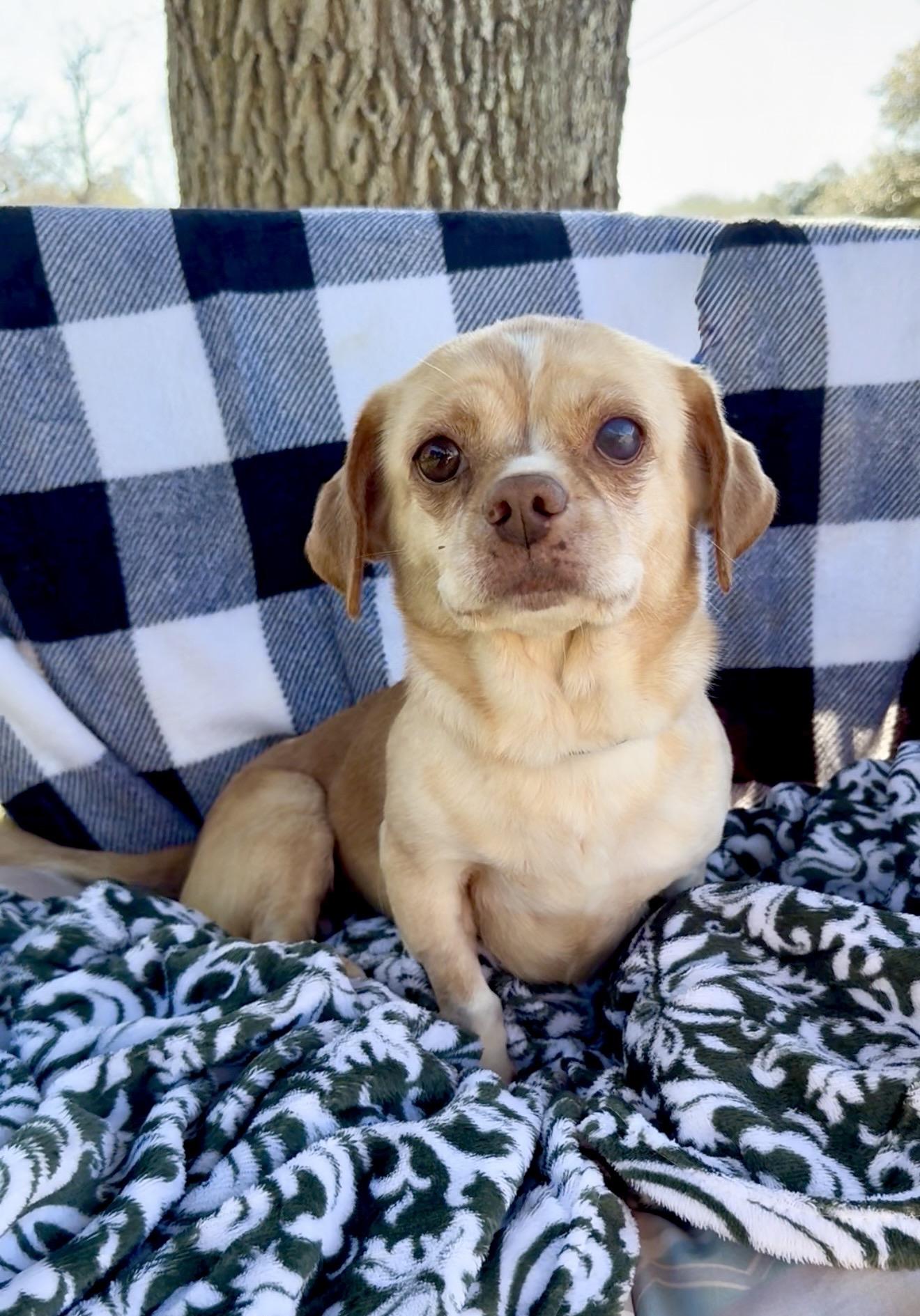 Snuggly Sally, ADOPTABLE, Adult Female Chihuahua & Pug.