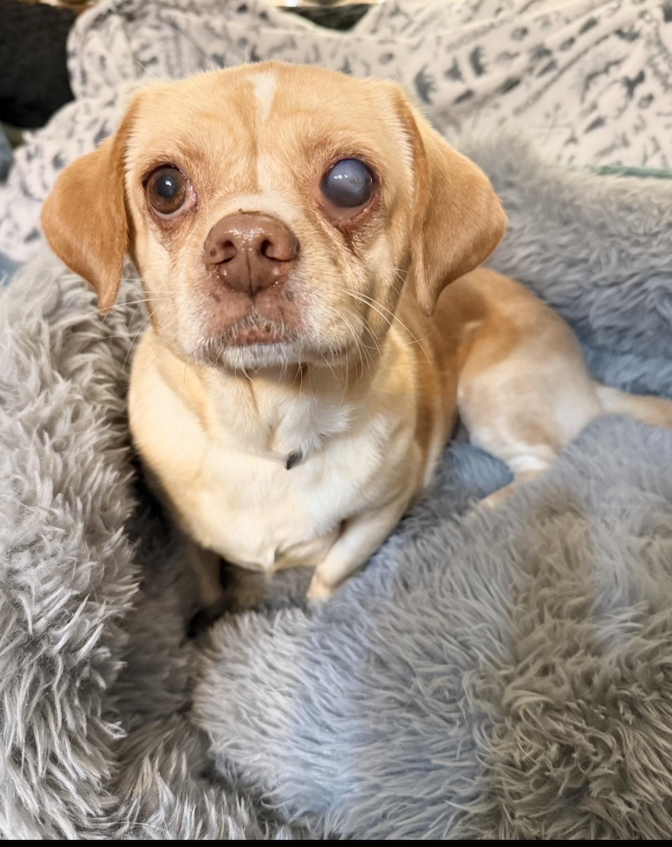 Enlarge Snuggly Sally, a ADOPTABLE mixed breed in West Hartford , CT image 1/5