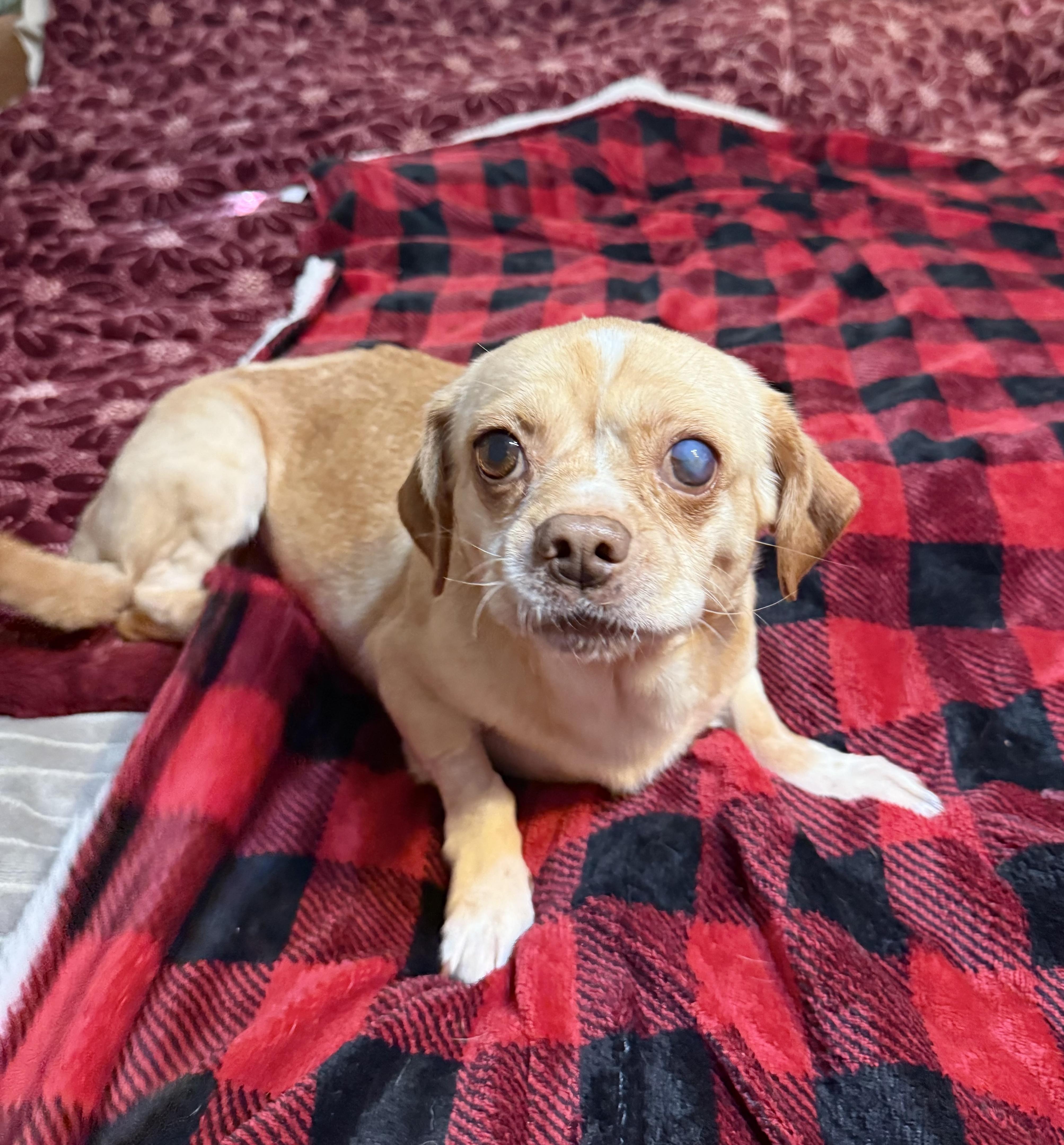 Enlarge Snuggly Sally, a ADOPTABLE mixed breed in West Hartford , CT image 5/5