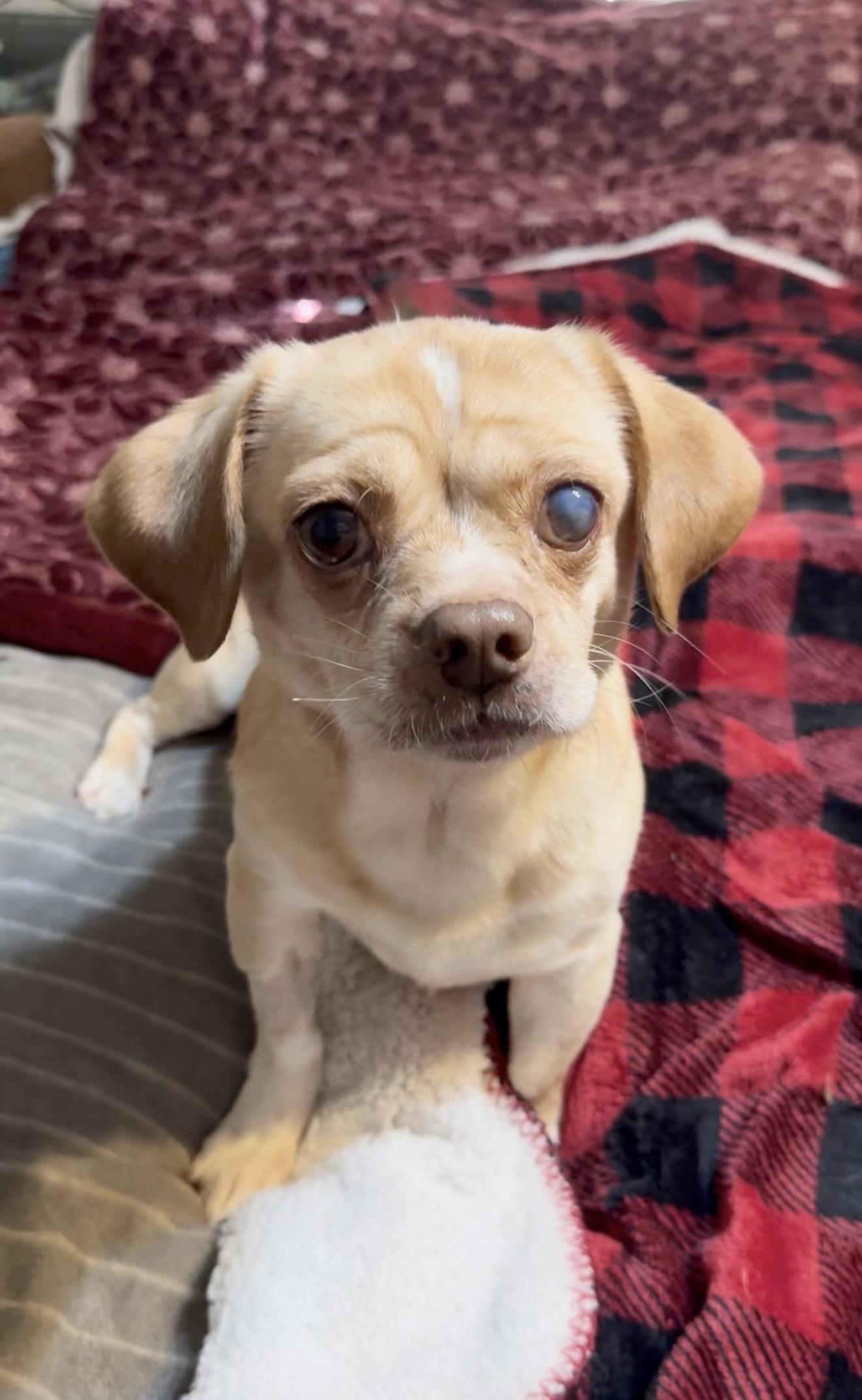 Enlarge Snuggly Sally, a ADOPTABLE mixed breed in West Hartford , CT image 2/5