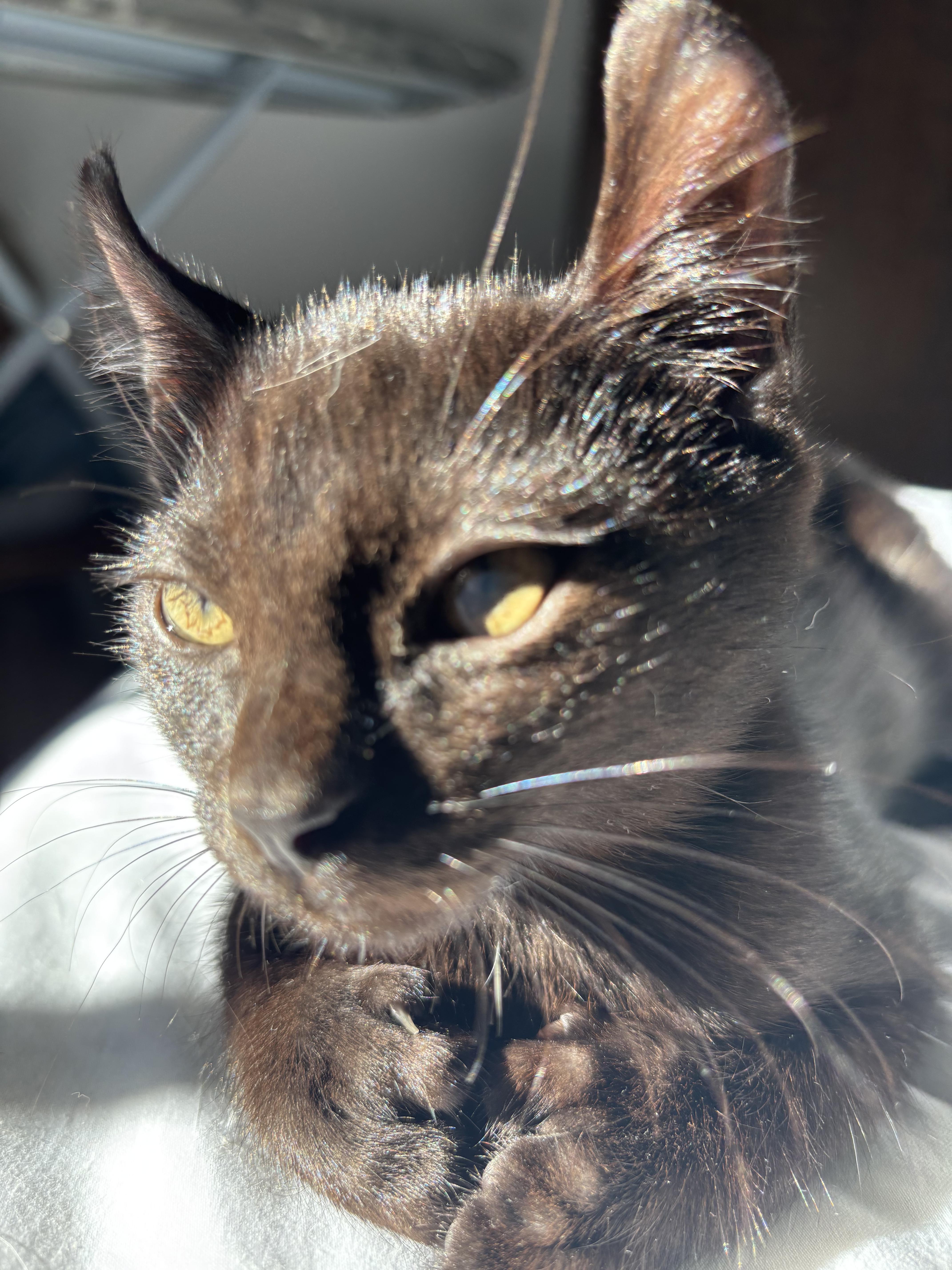 Beans, a Adopted Highland Fold in Kirkland, QC image 1/2