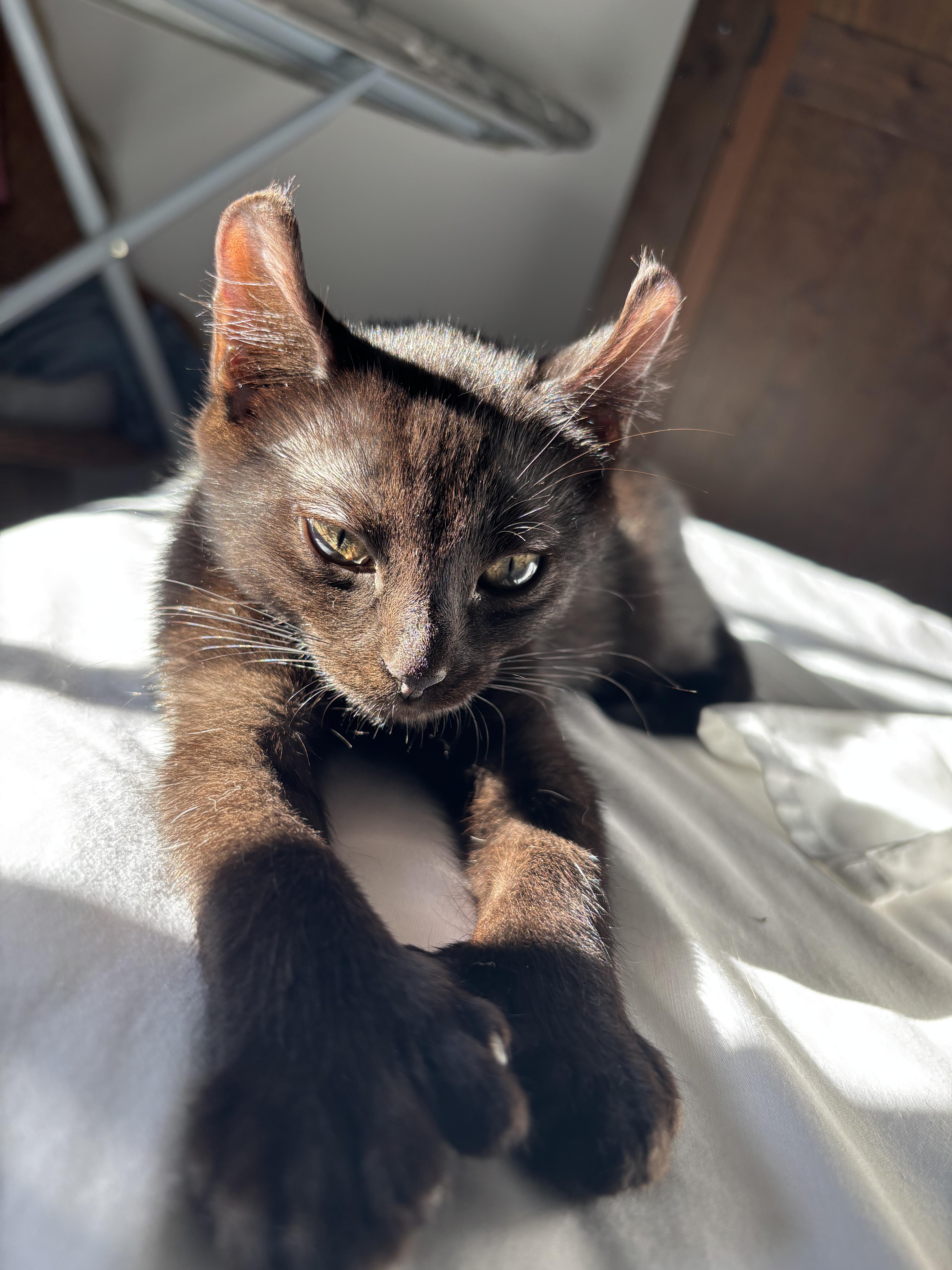 Beans, a Adopted Highland Fold in Kirkland, QC image 2/2