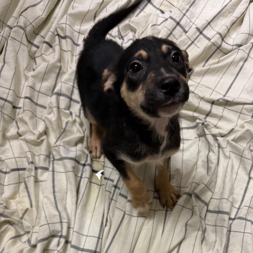 Enlarge Otto, a Adoptable mixed breed in Baton Rouge, LA image 2/2