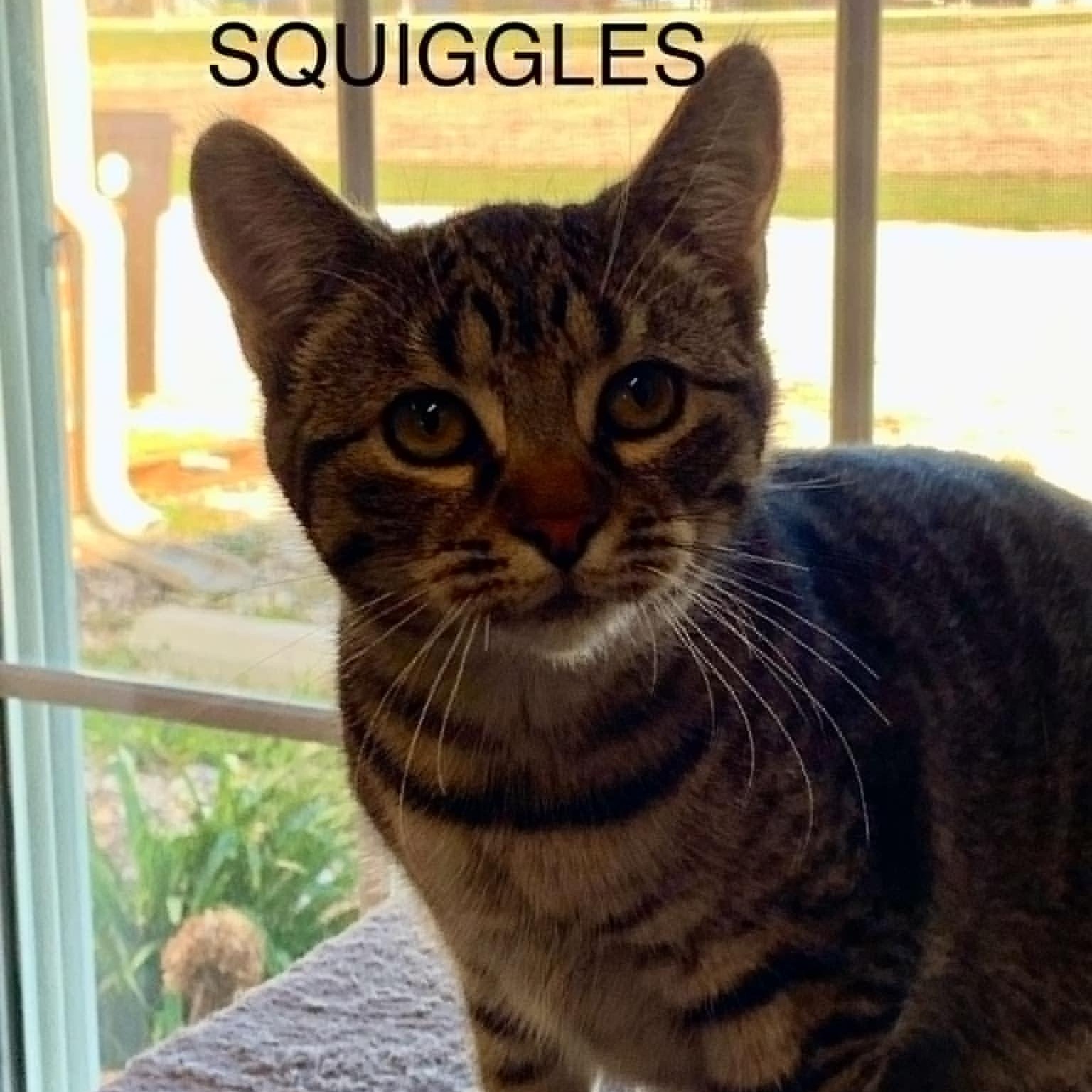 Squiggles, an adopted Tabby in Rushville, IL_image-1