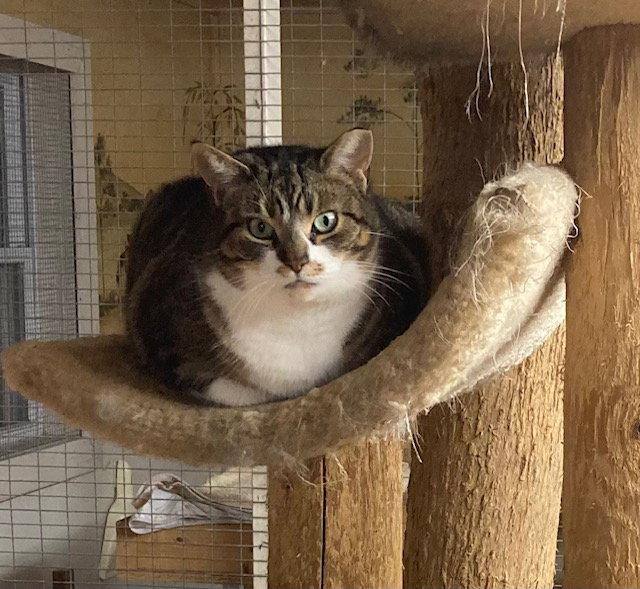 Maggie - Barn Cat, Adopted, Adult Female Domestic Short Hair.