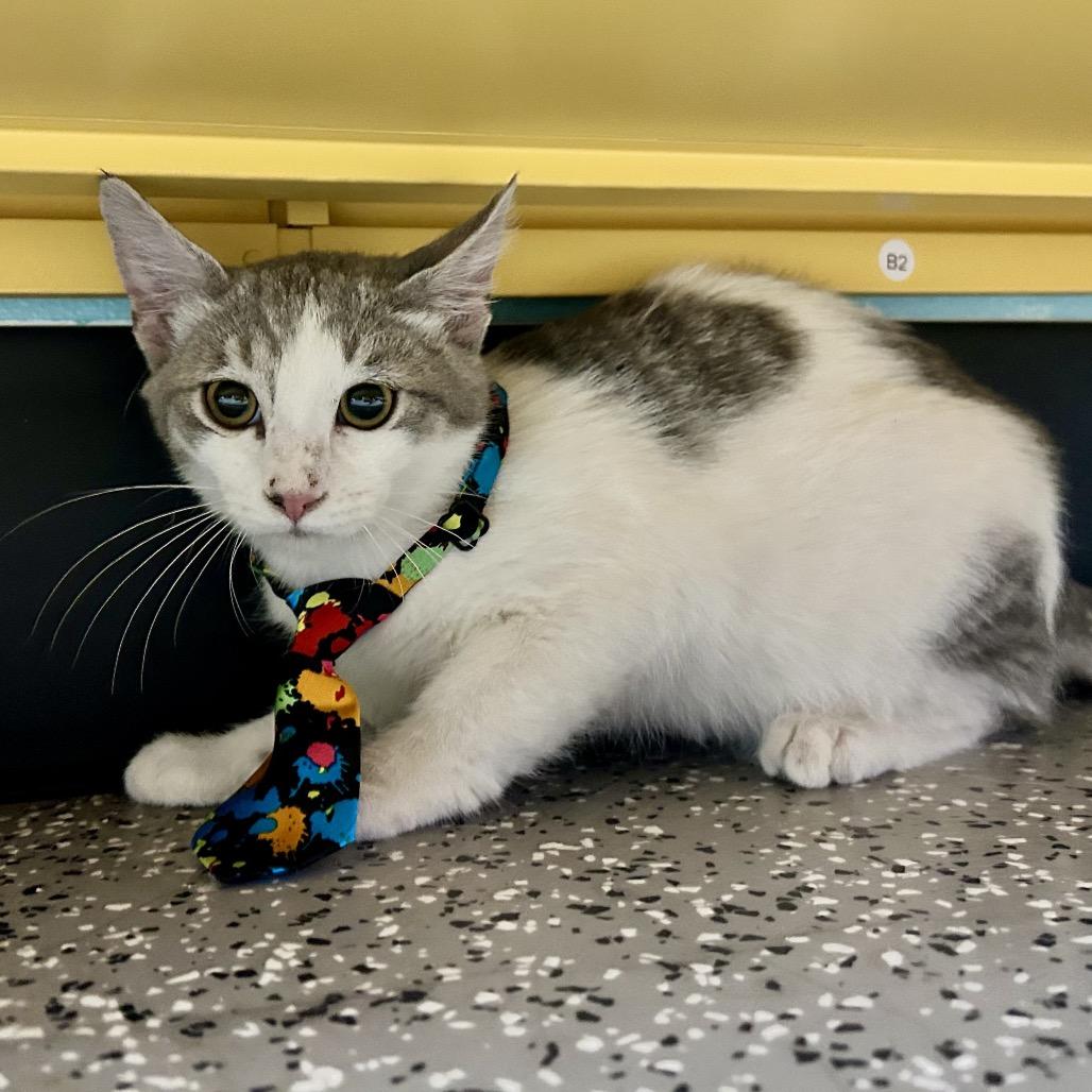 Luke, Adoptable, Young Male Domestic Short Hair.