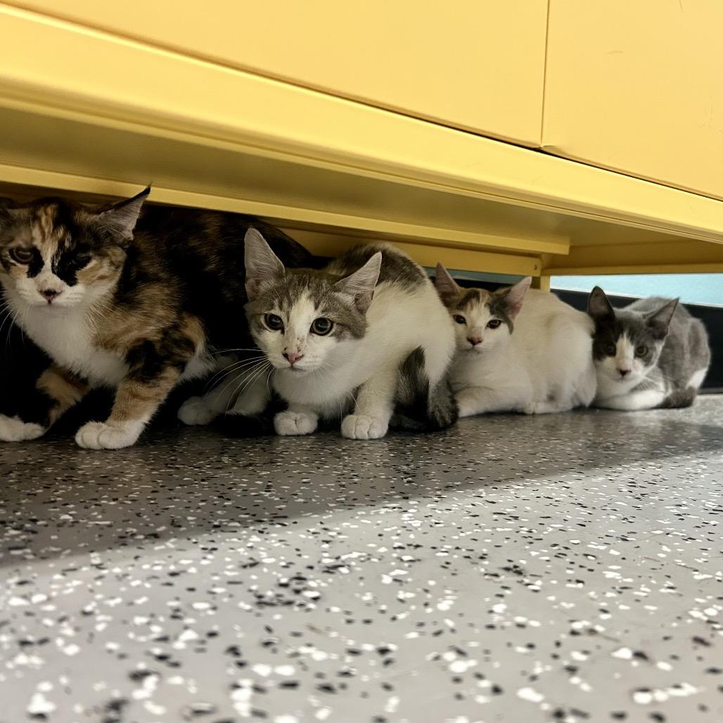 Luke, a Adoptable Domestic Short Hair in Henderson, NV image 2/2