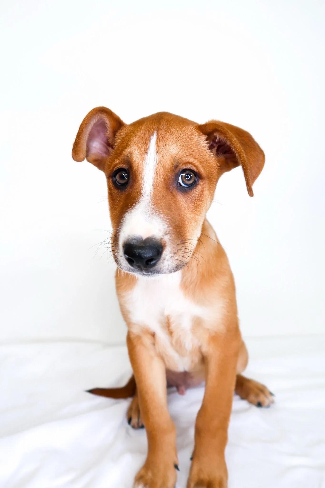 Wayne, a Adoptable mixed breed in Bixby, OK image 1/4