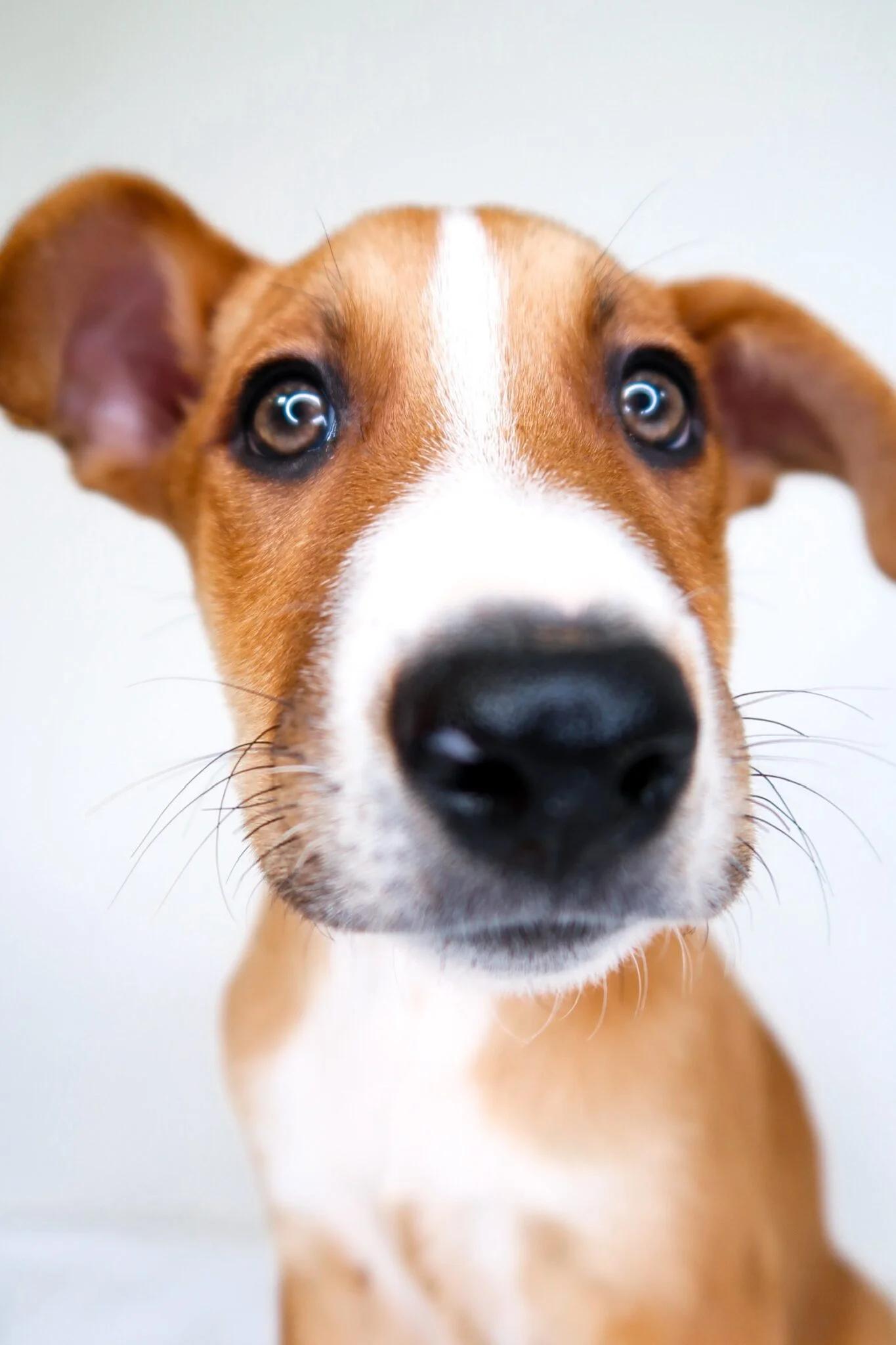 Wayne, a Adoptable mixed breed in Bixby, OK image 2/4