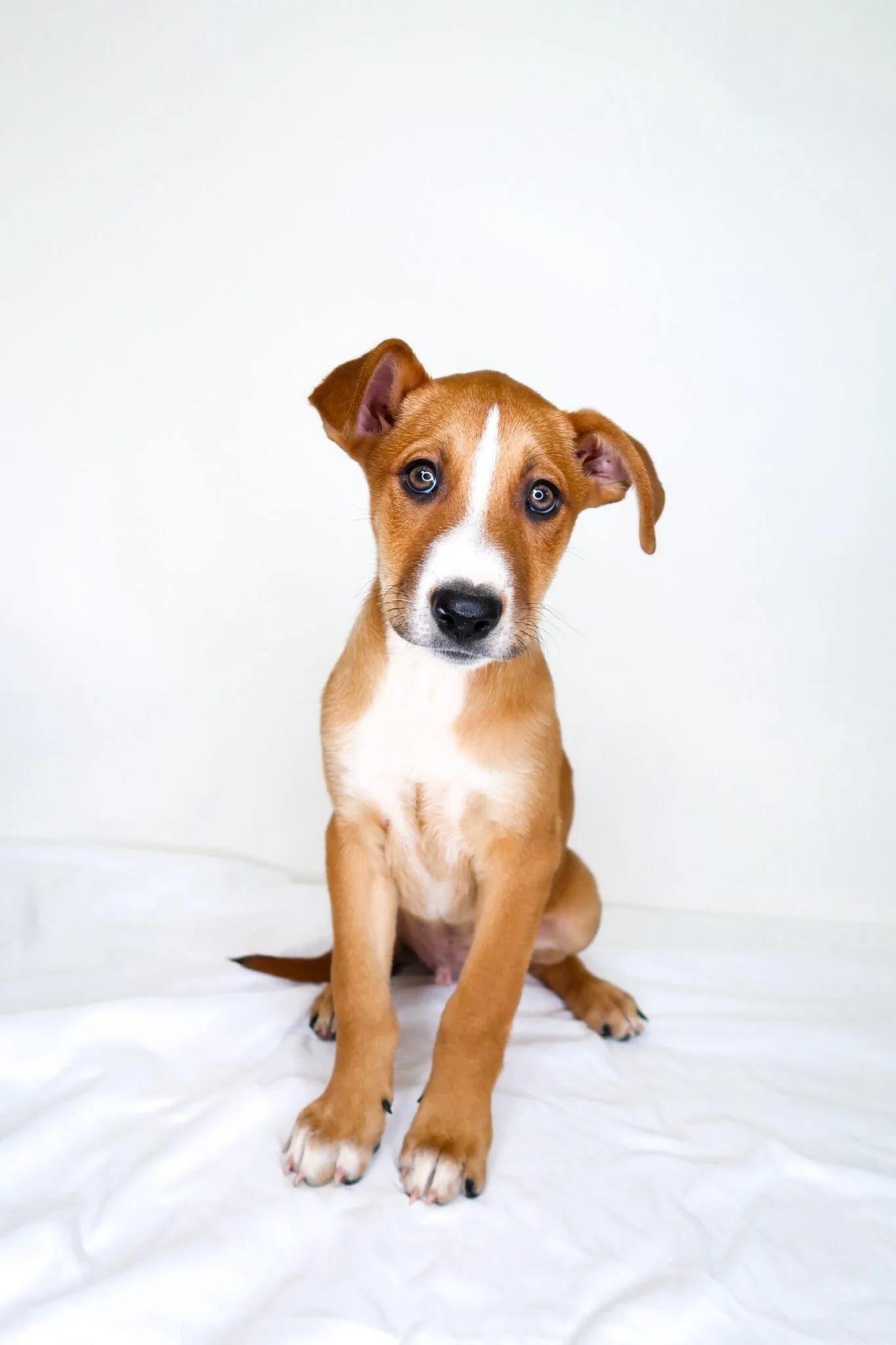 Wayne, a Adoptable mixed breed in Bixby, OK image 3/4