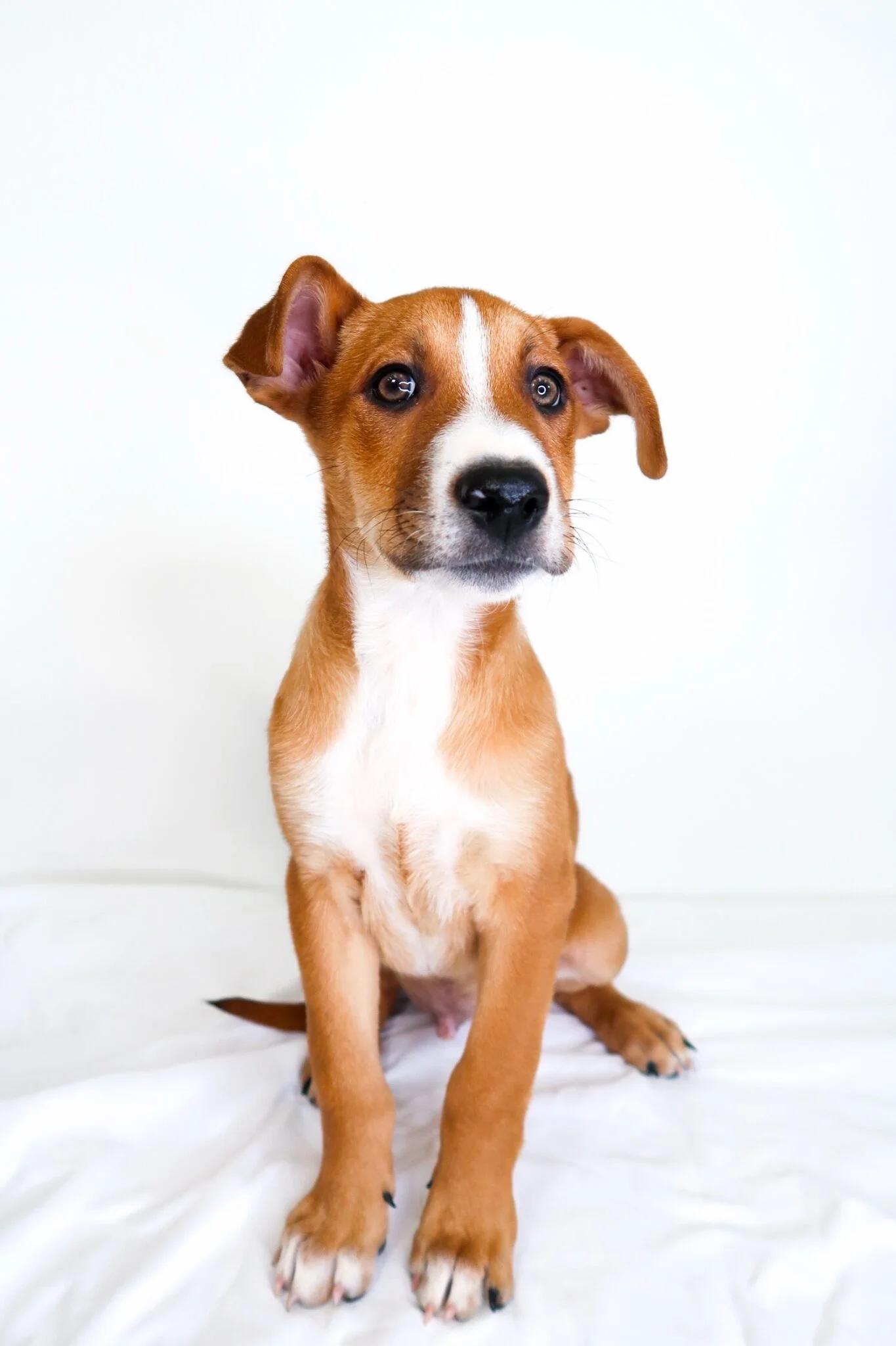 Wayne, a Adoptable mixed breed in Bixby, OK image 4/4