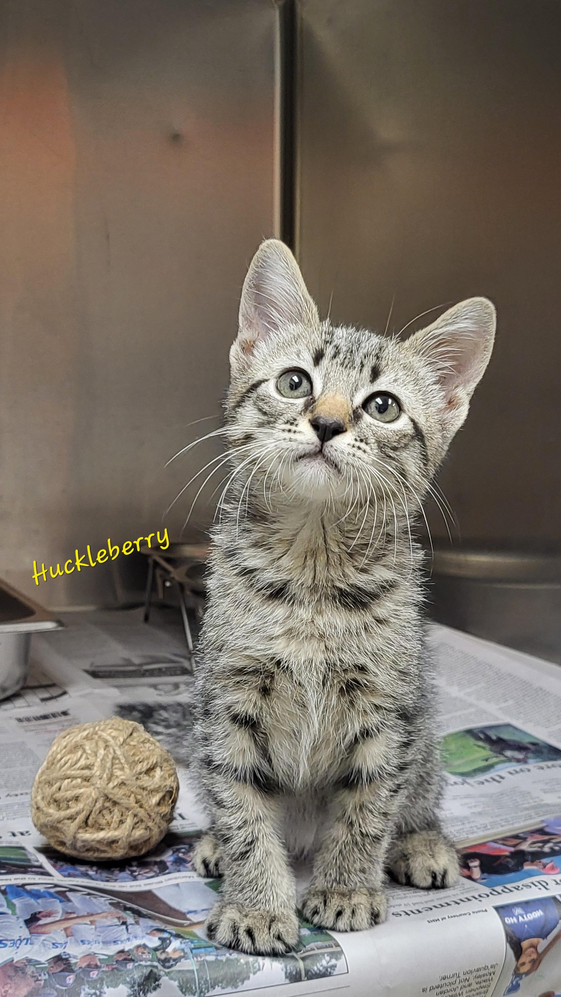 Enlarge Huckleberry, a Adopted Domestic Short Hair in Marion, MS image 1/1