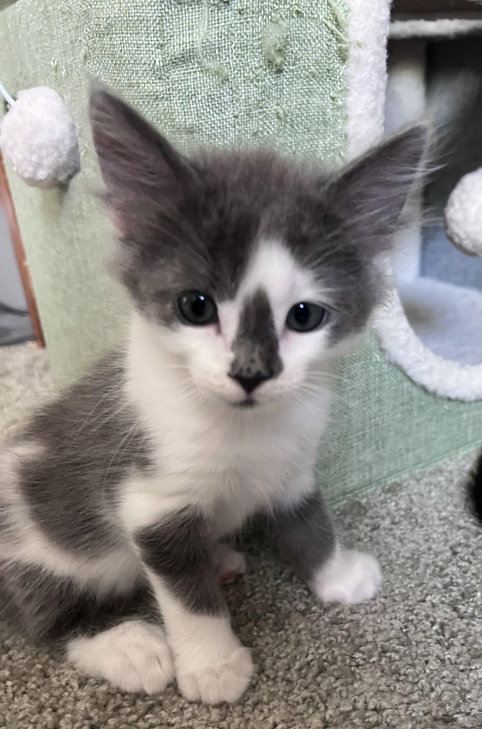 Enlarge Mouse, a Adopted Domestic Medium Hair in Pittsboro, NC image 1/3