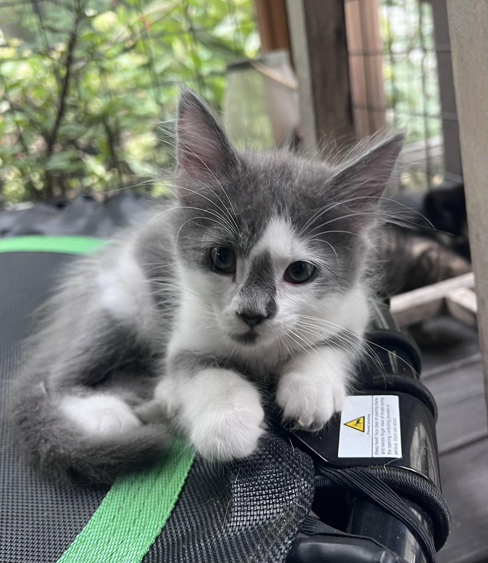Enlarge Mouse, a Adopted Domestic Medium Hair in Pittsboro, NC image 2/3